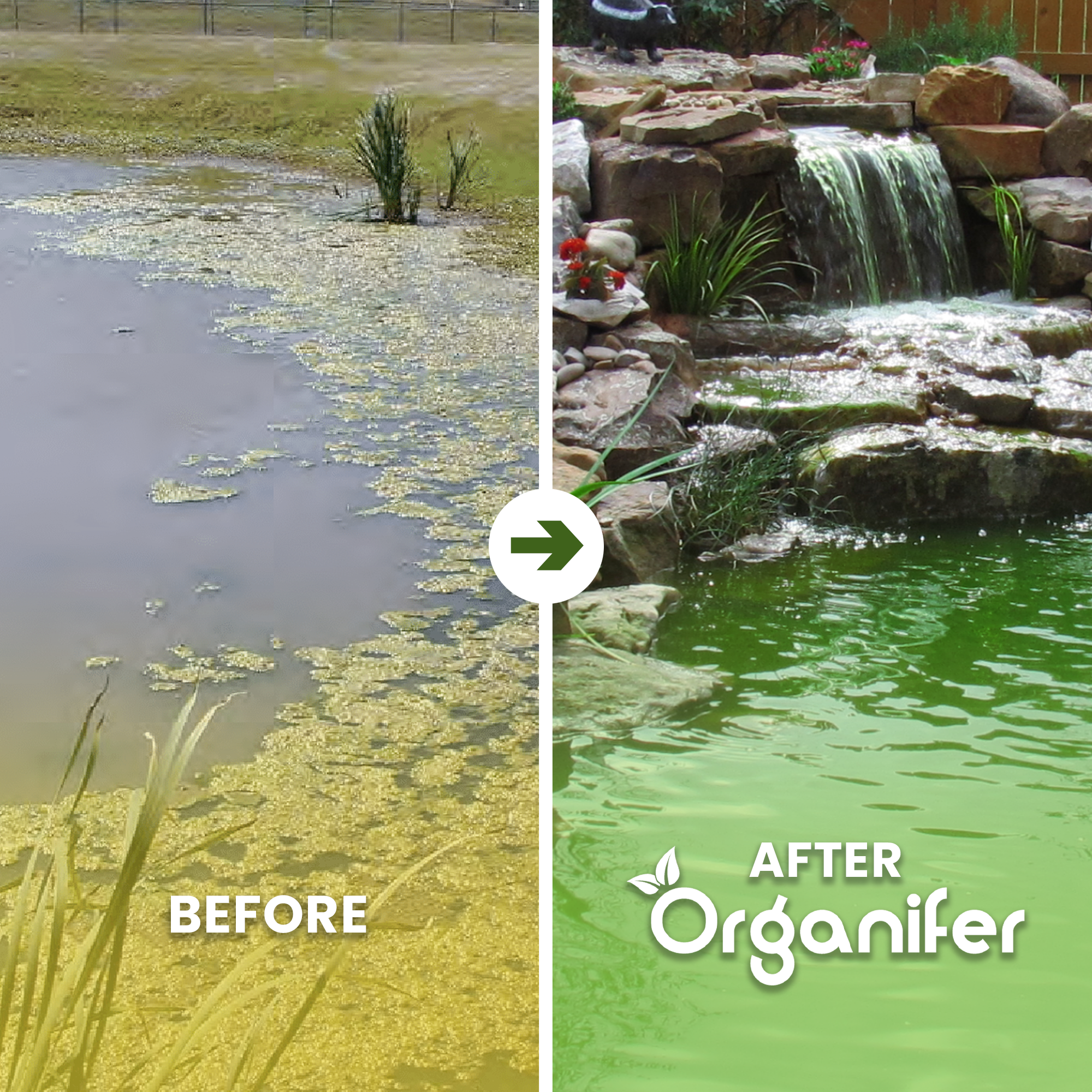 EM Pond Balls Before - after