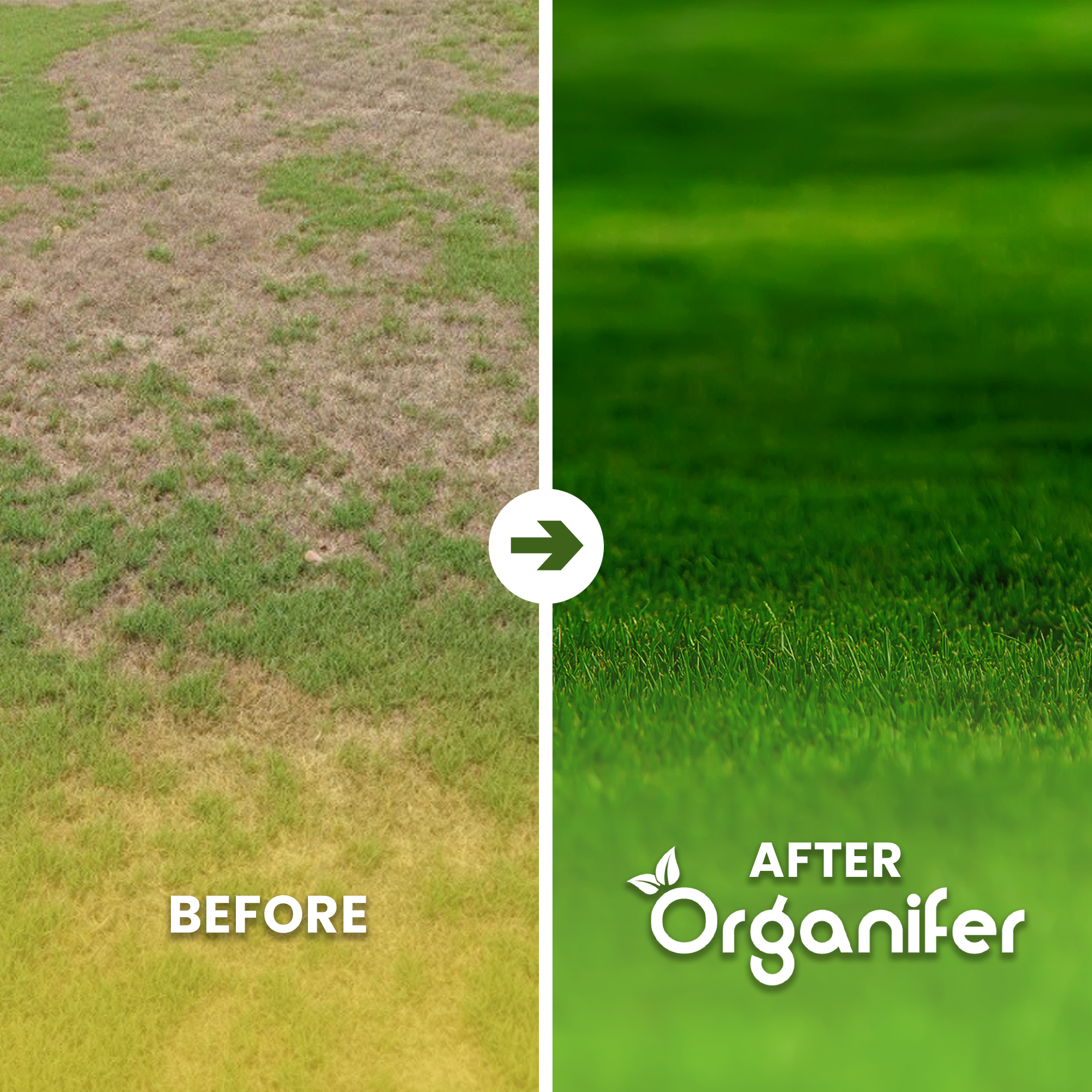 Lawn Repair Seed – Resilient Before - after
