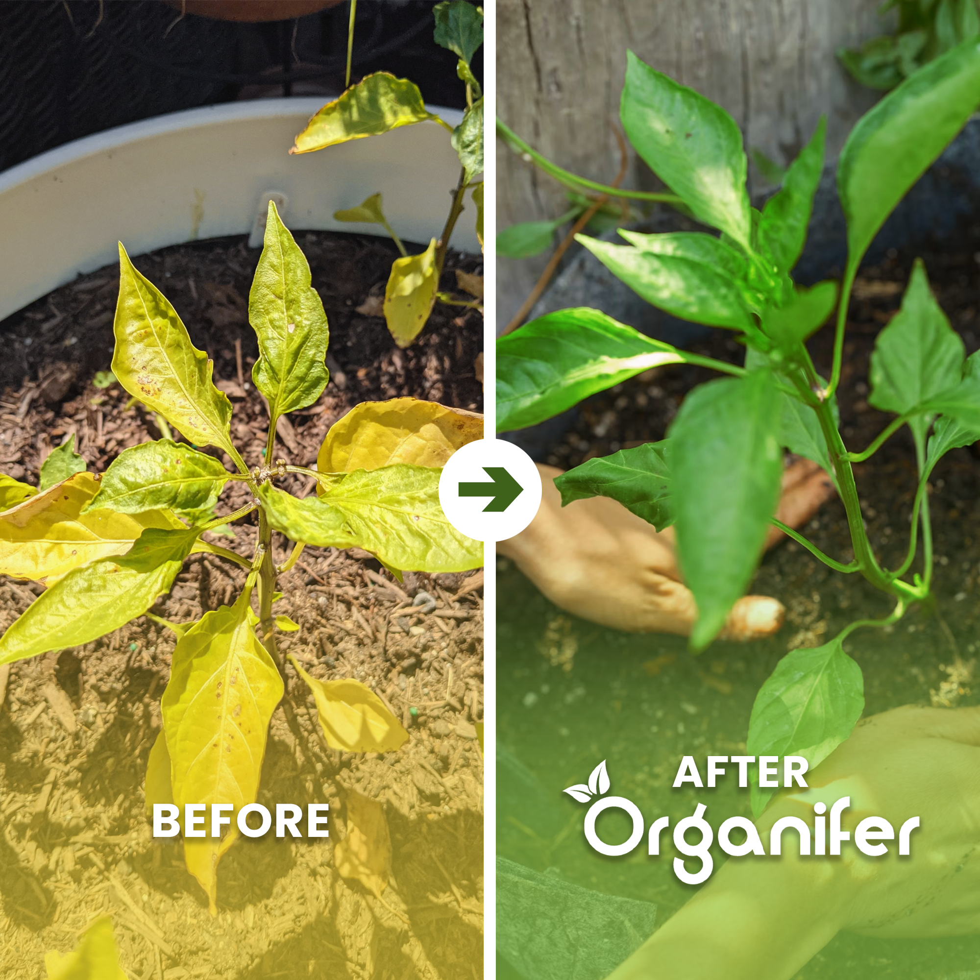 Soil Improver – Activator Mix Before - after