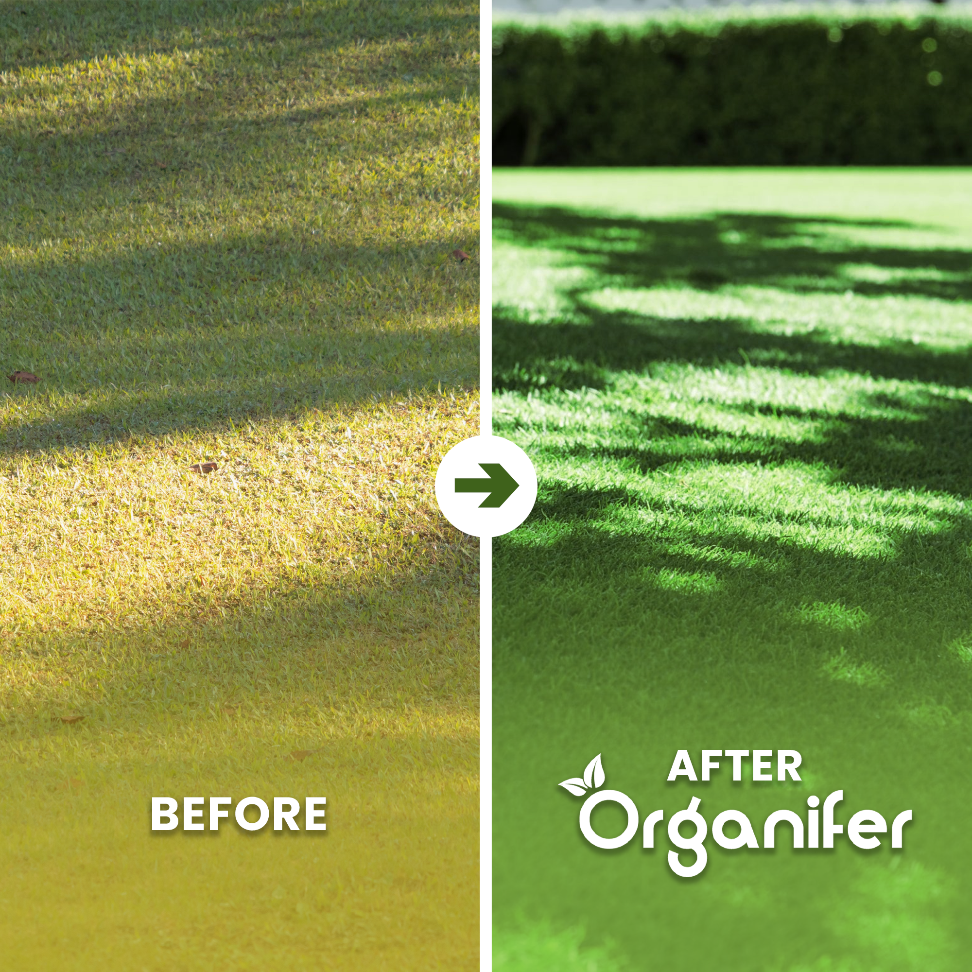 Shadow Lawn Grass Seed – Elegant Before - after