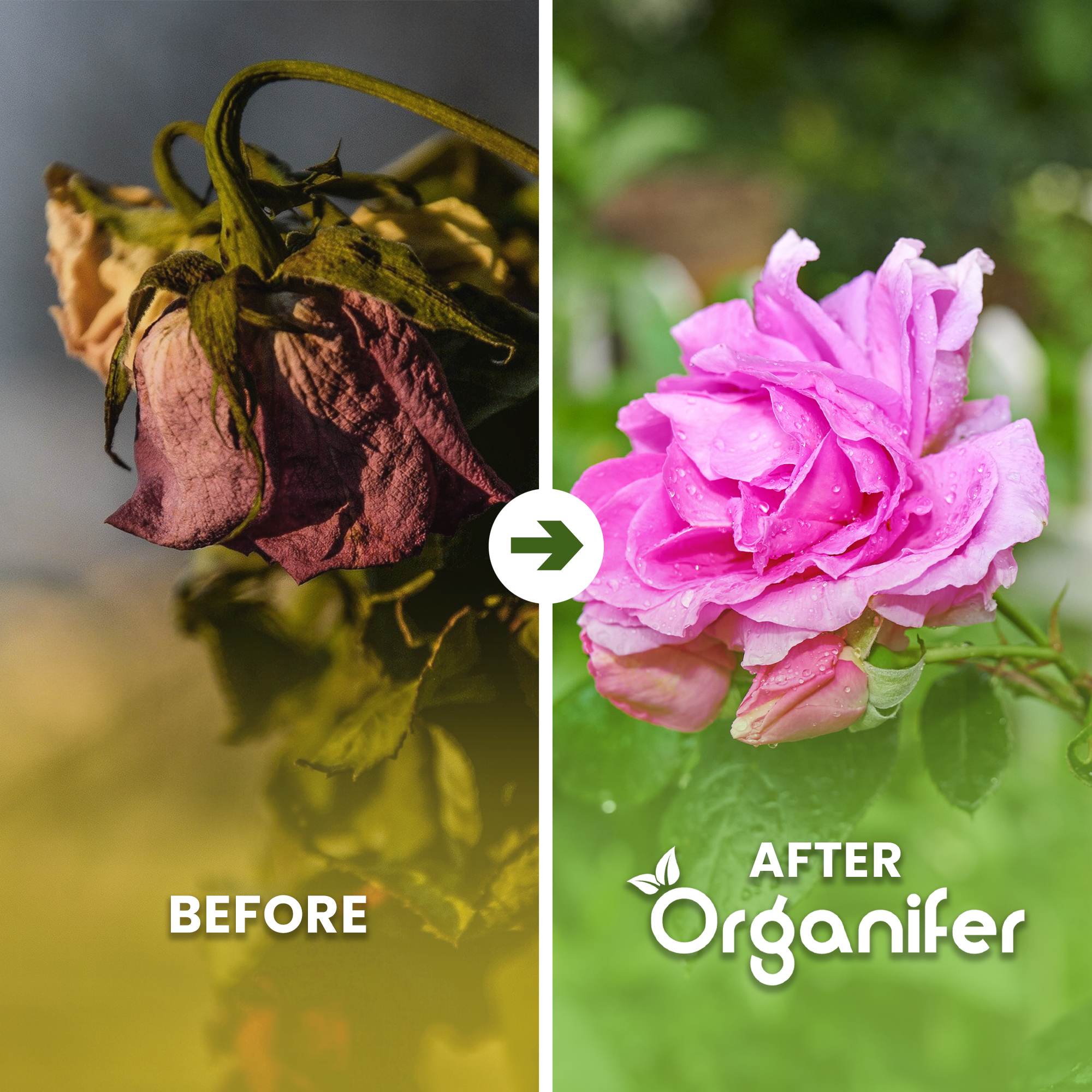 Garden Fertiliser All-In-One Before - after