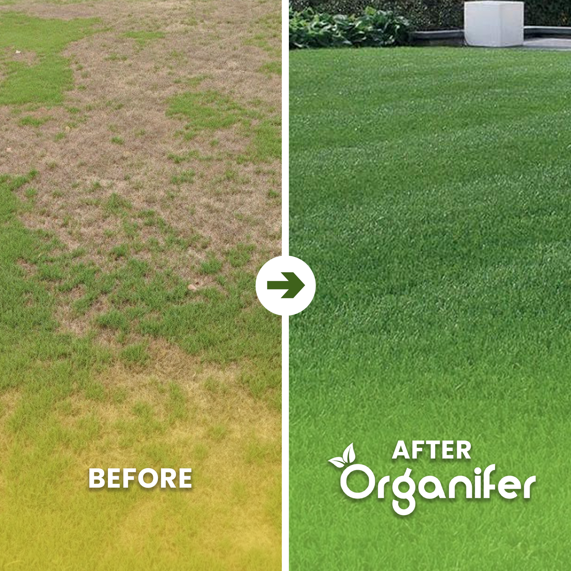 Ornamental Grass Seed – Elegant Before - after