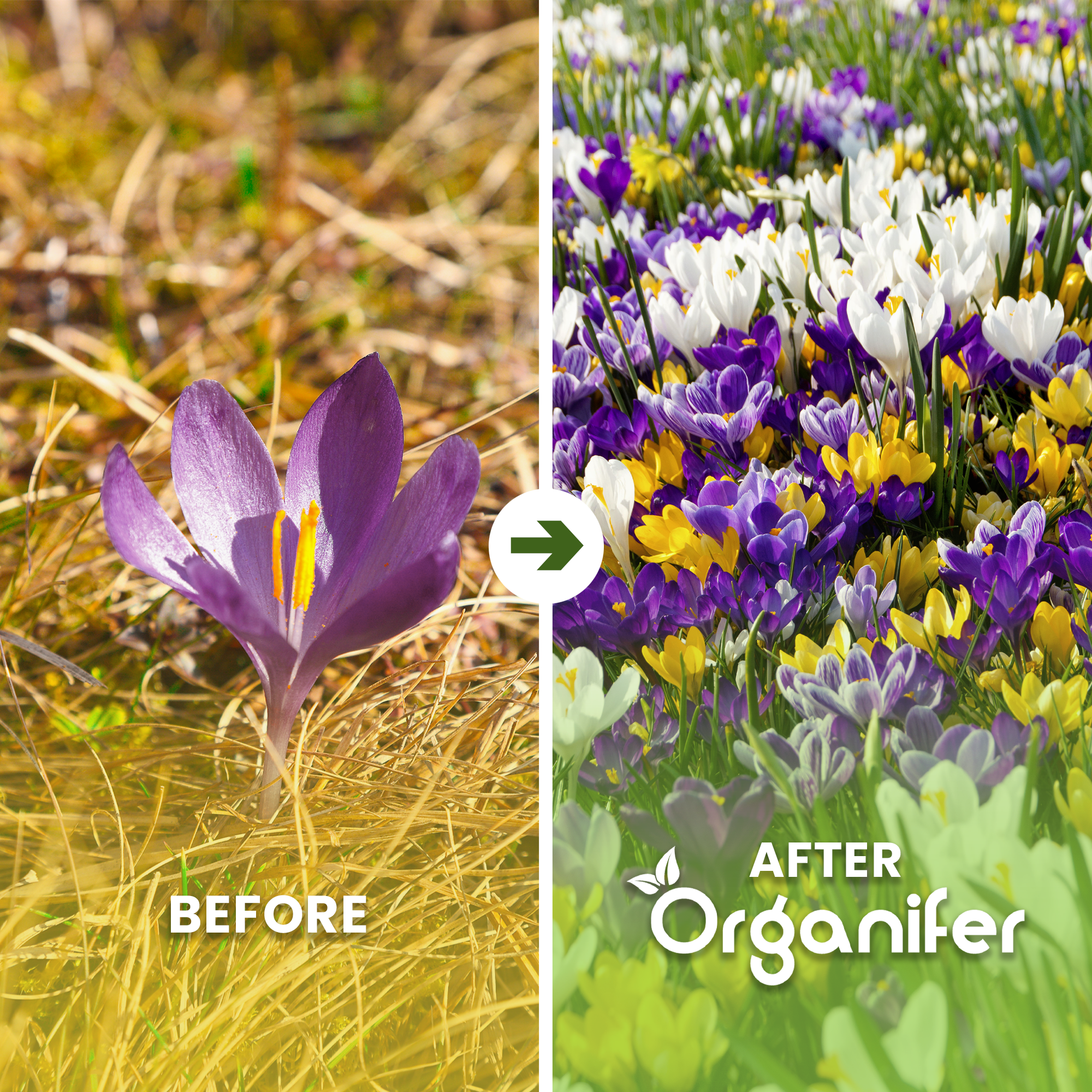Crocus Before - after