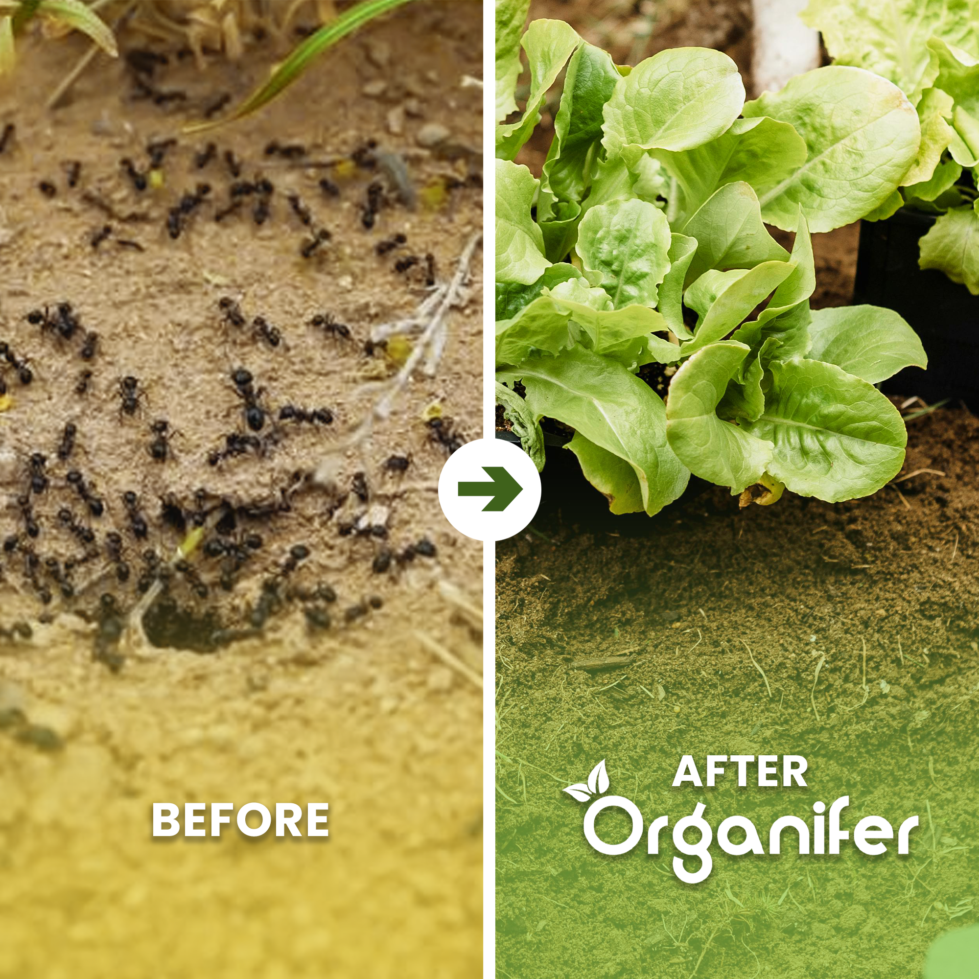 Diatomaceous Earth Powder Before - after