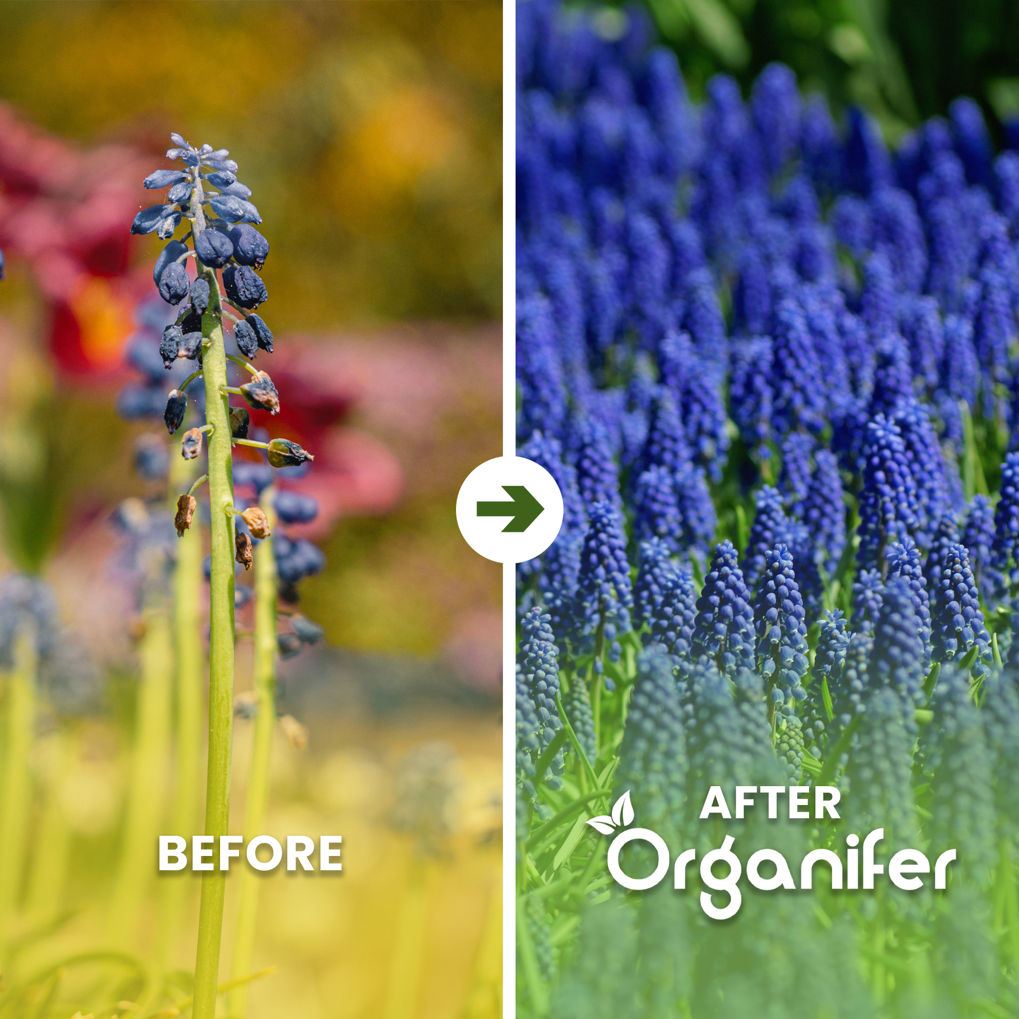 Muscari Armeniacum