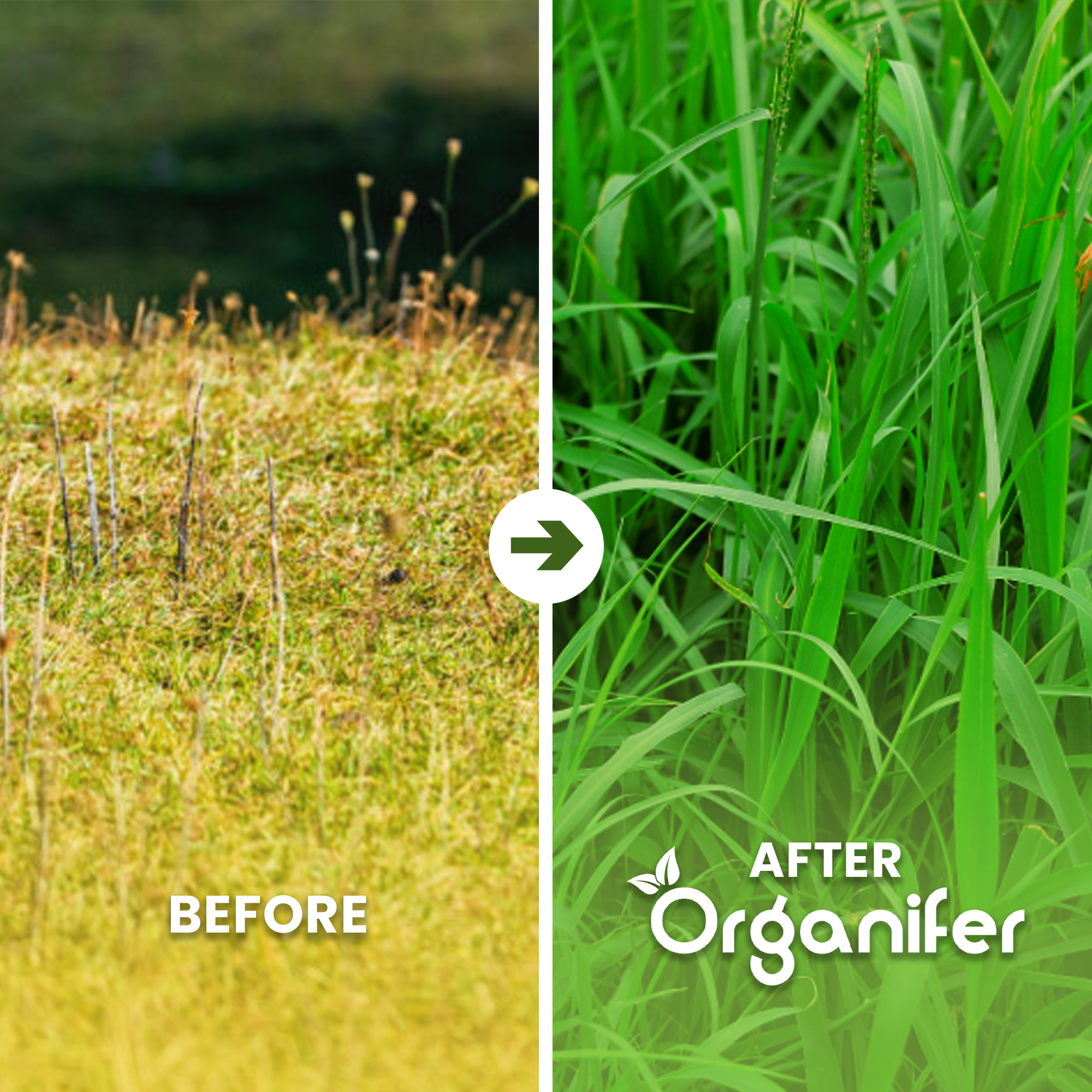 Pasture Fertiliser All-In-One Before - after