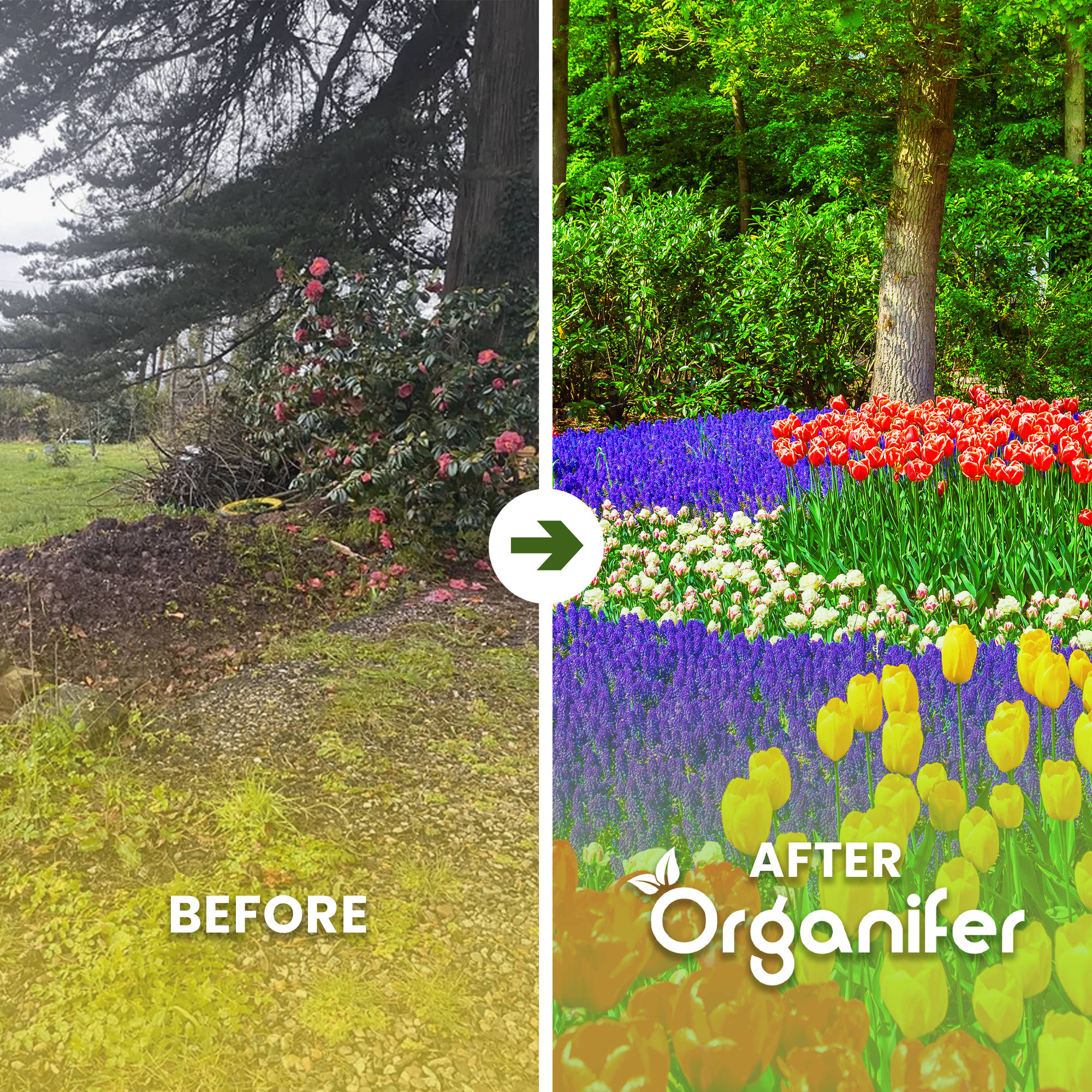 Vegan Plant-based Fertiliser Before - after