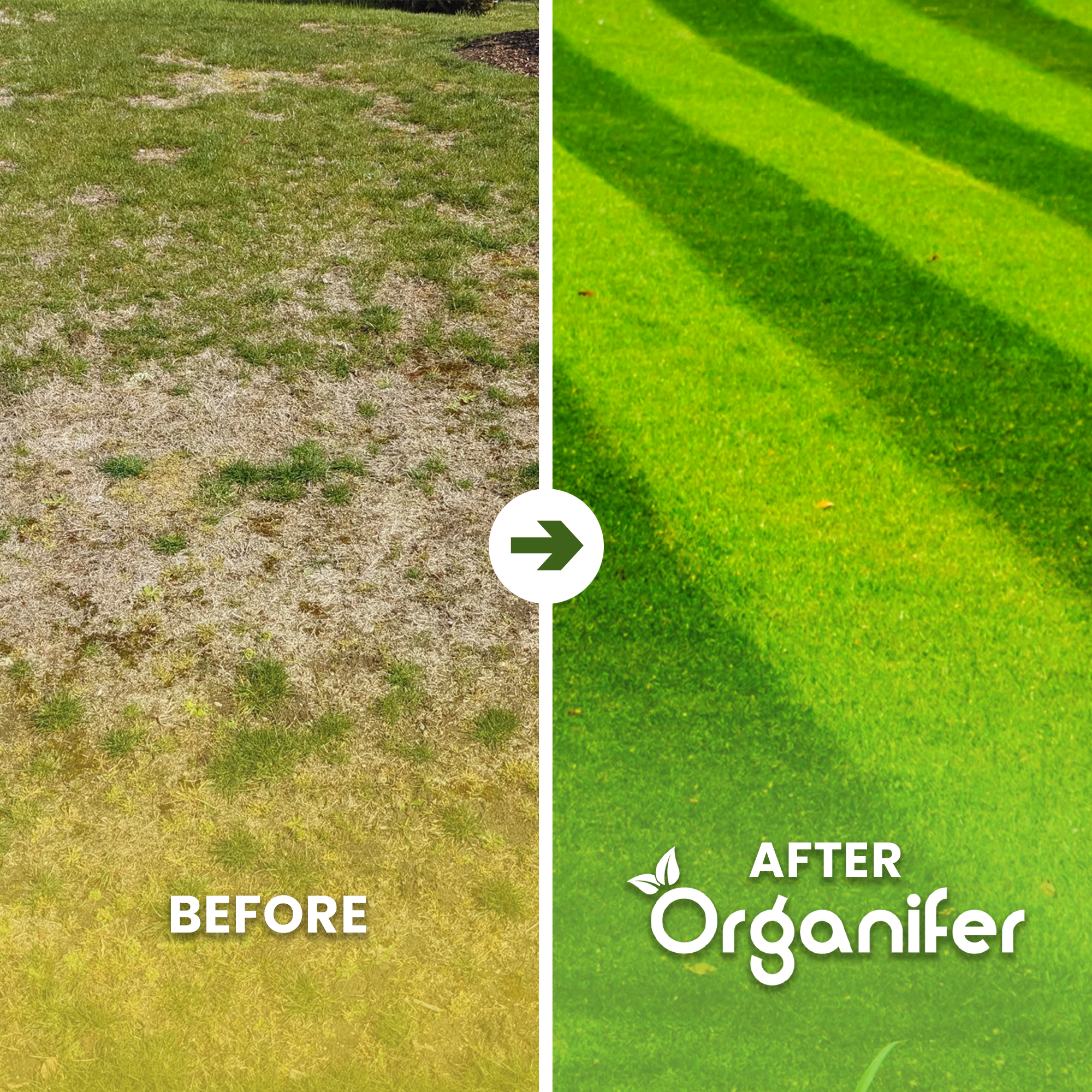 Lawn topdressing Before - after