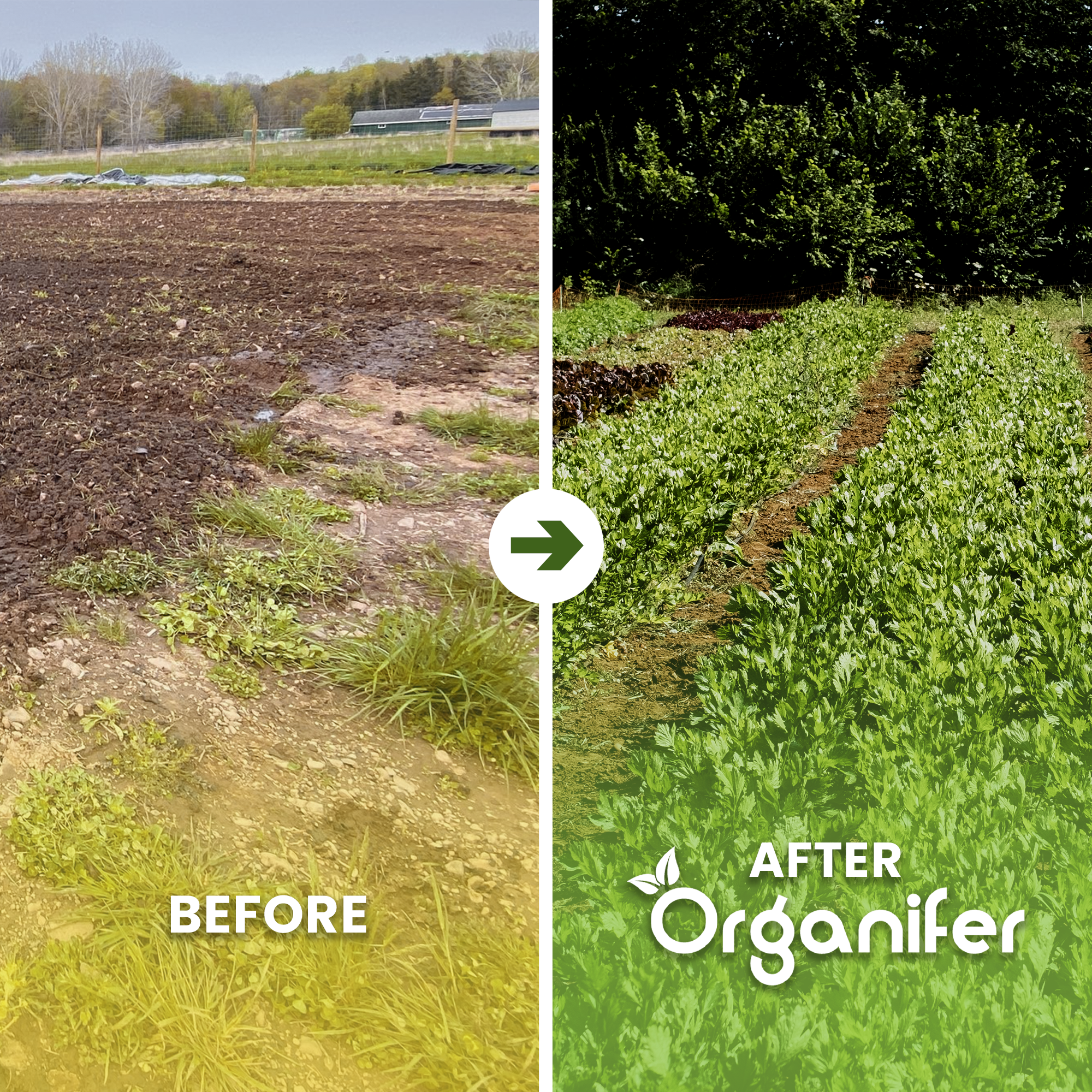 Bentonite Clay – Sandy Soil Improver Before - after