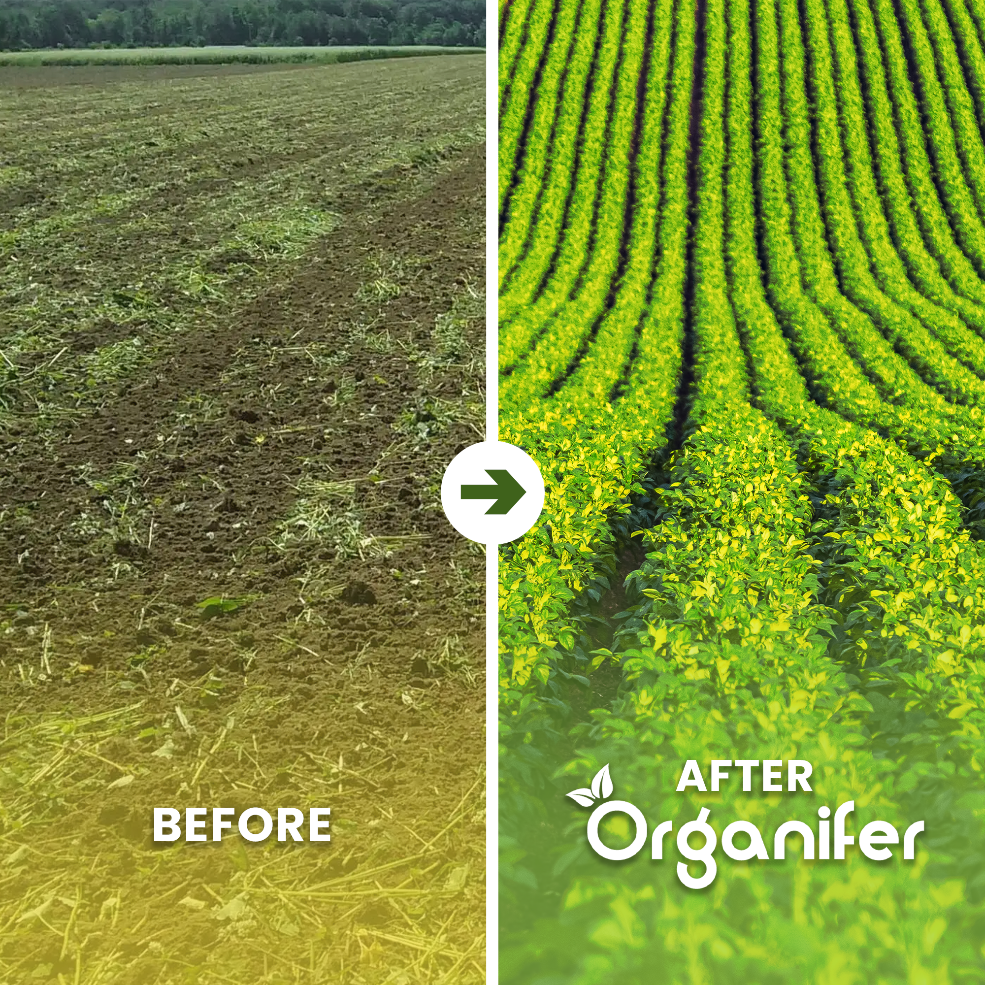 Worm Compost Before - after