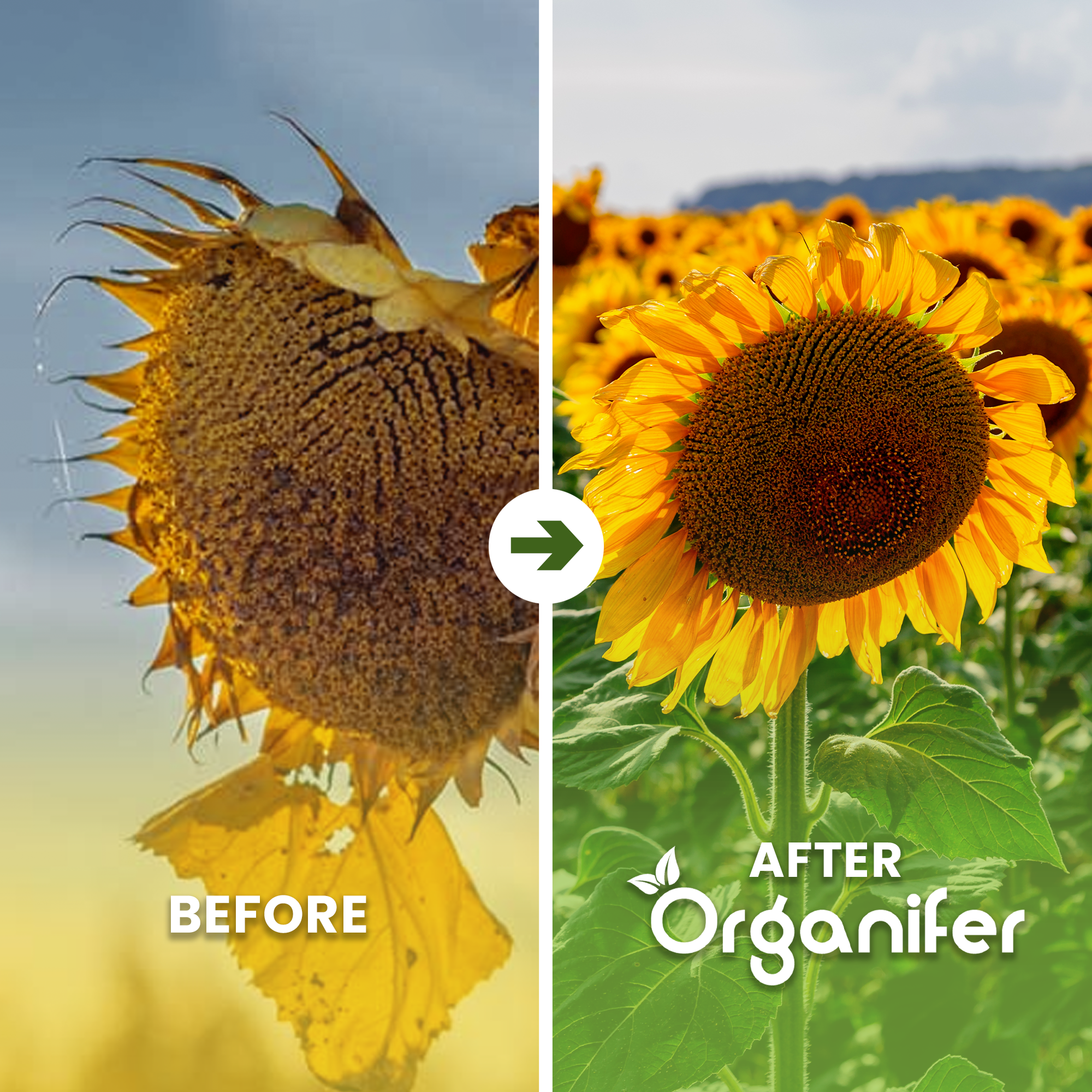Sunflower Seed Before - after