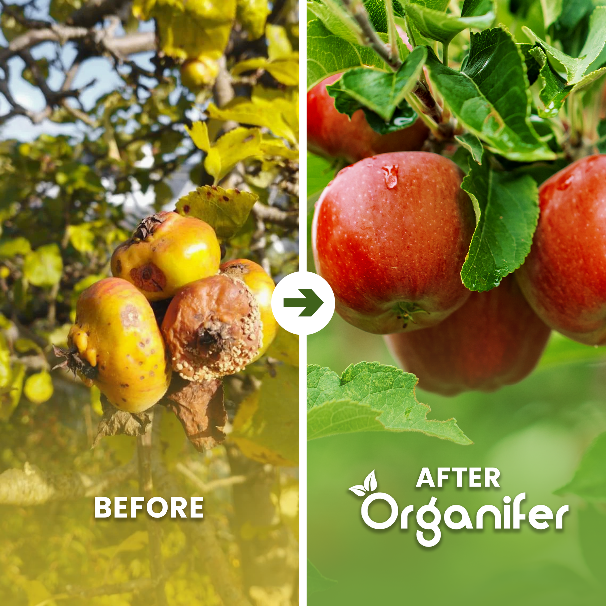 Dried Cow Manure Before - after