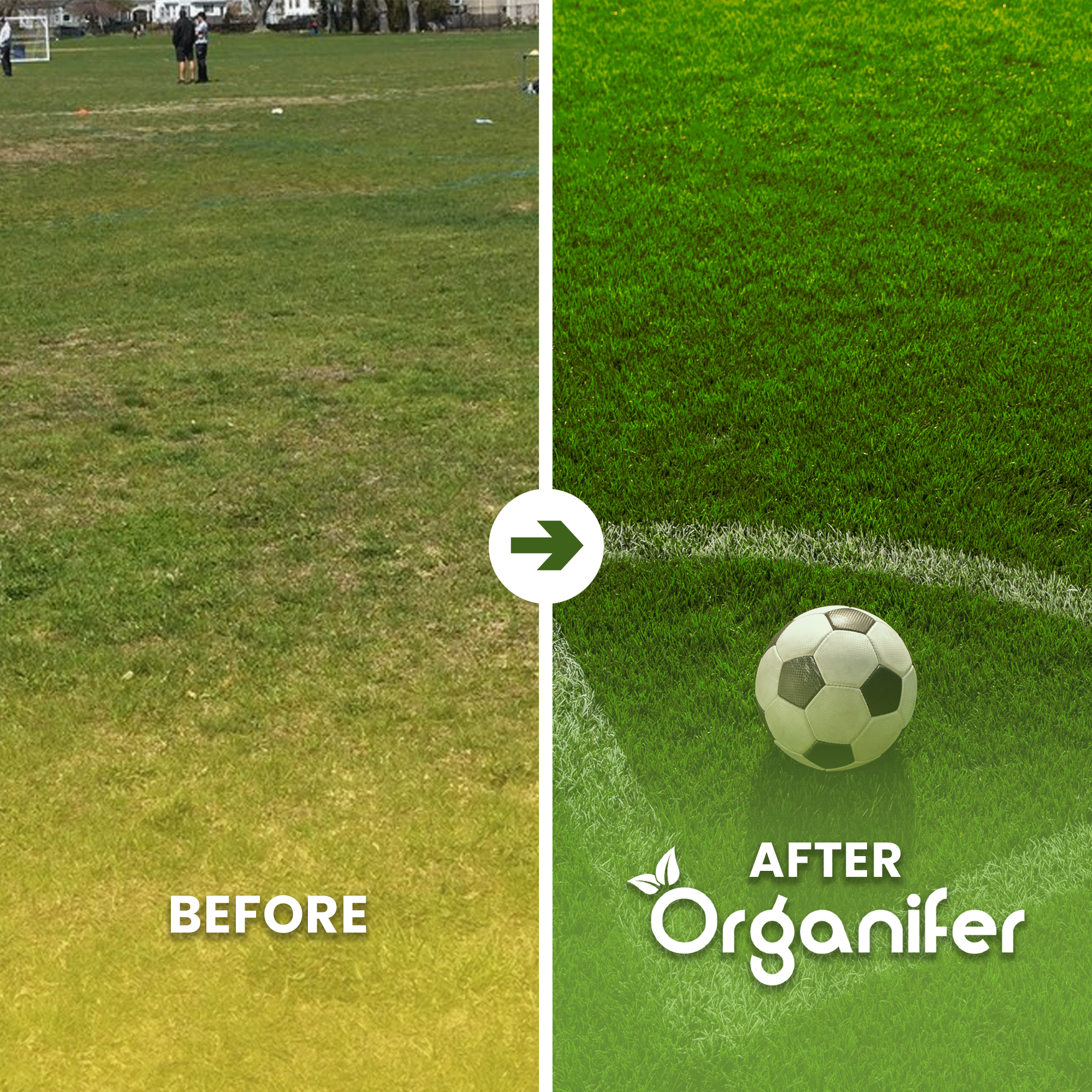 Sports and Play Lawn Seed – Resilient Before - after