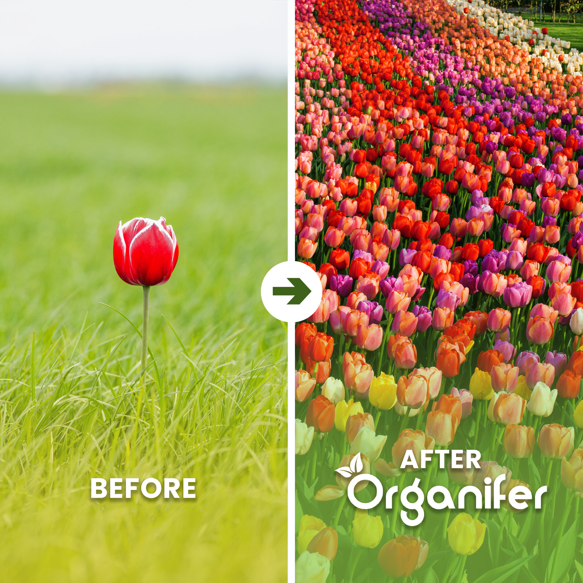Tulip Bulbs Before - after