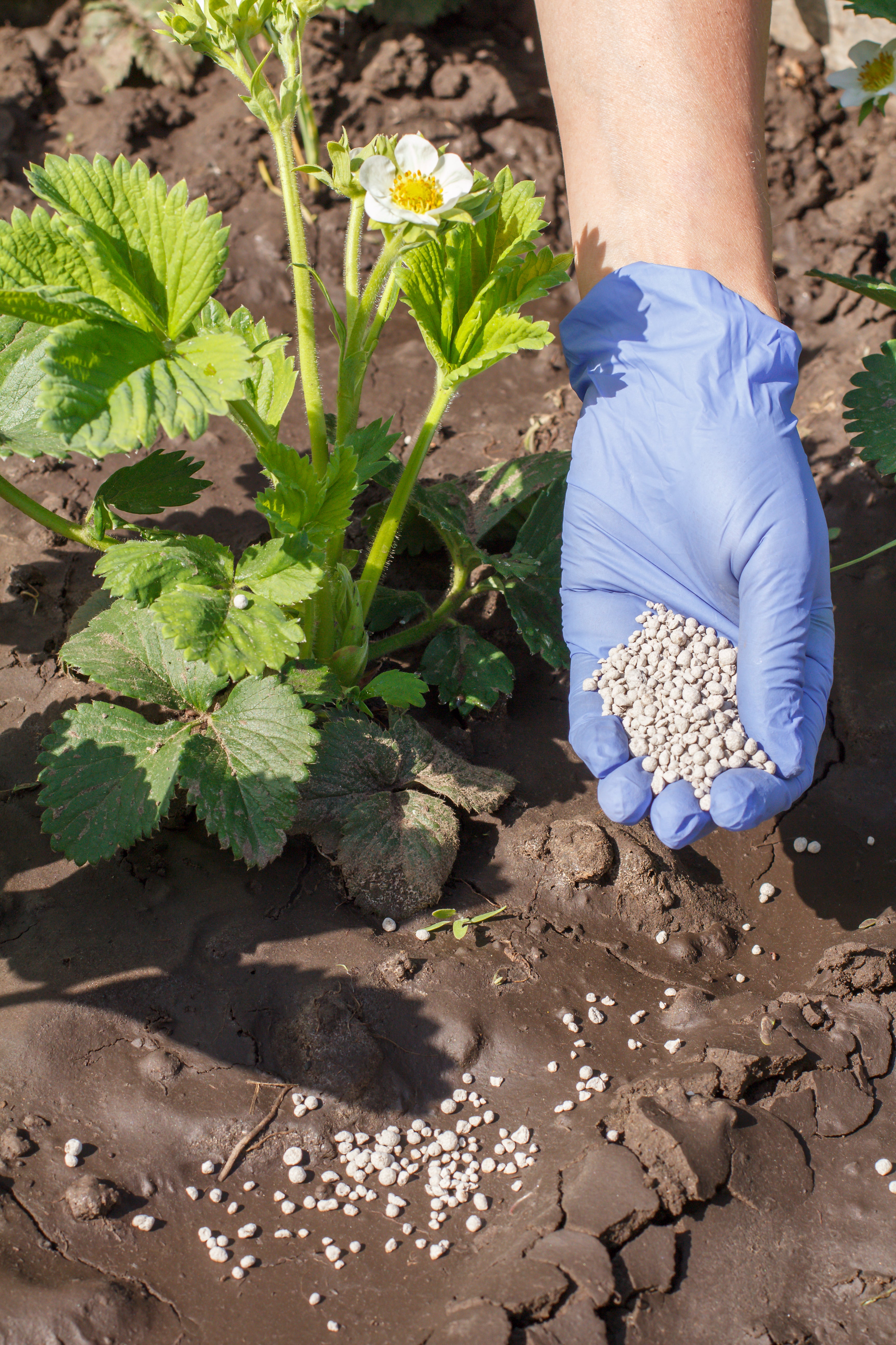 Dust-Free Granules for Easy Year-Round Application