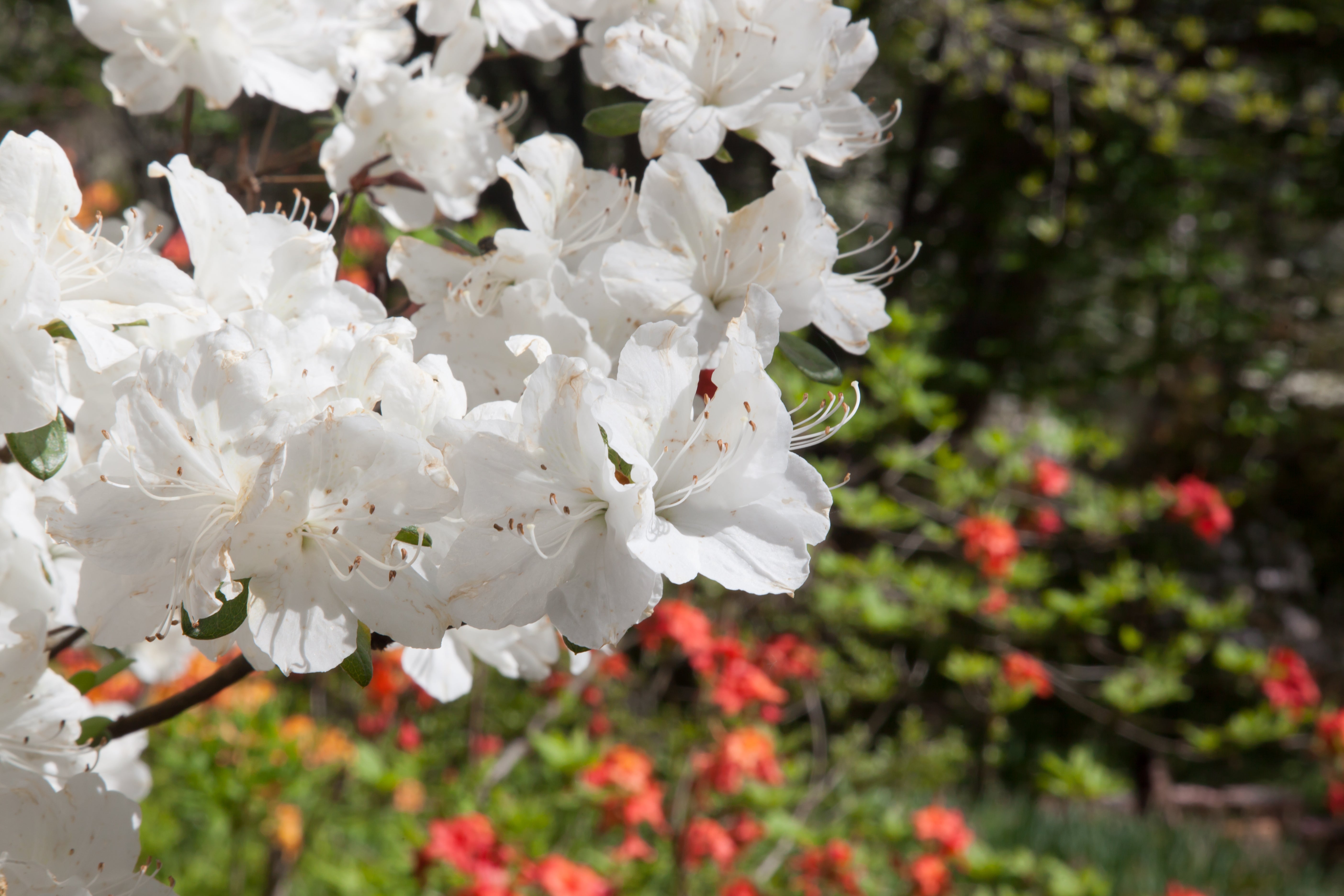 Strong Root Development for Acid-Loving Plants