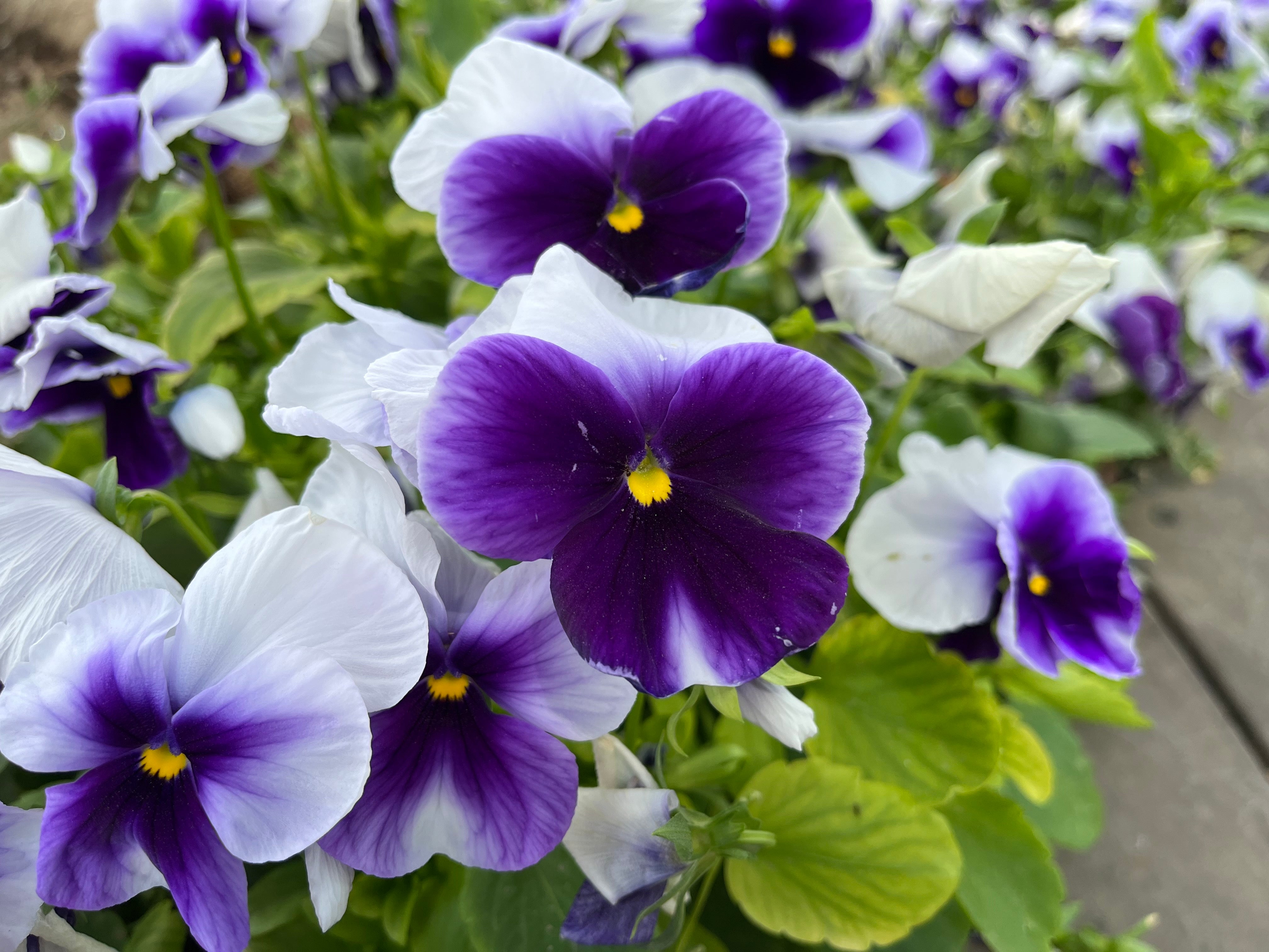 11 Edible Flower Varieties
