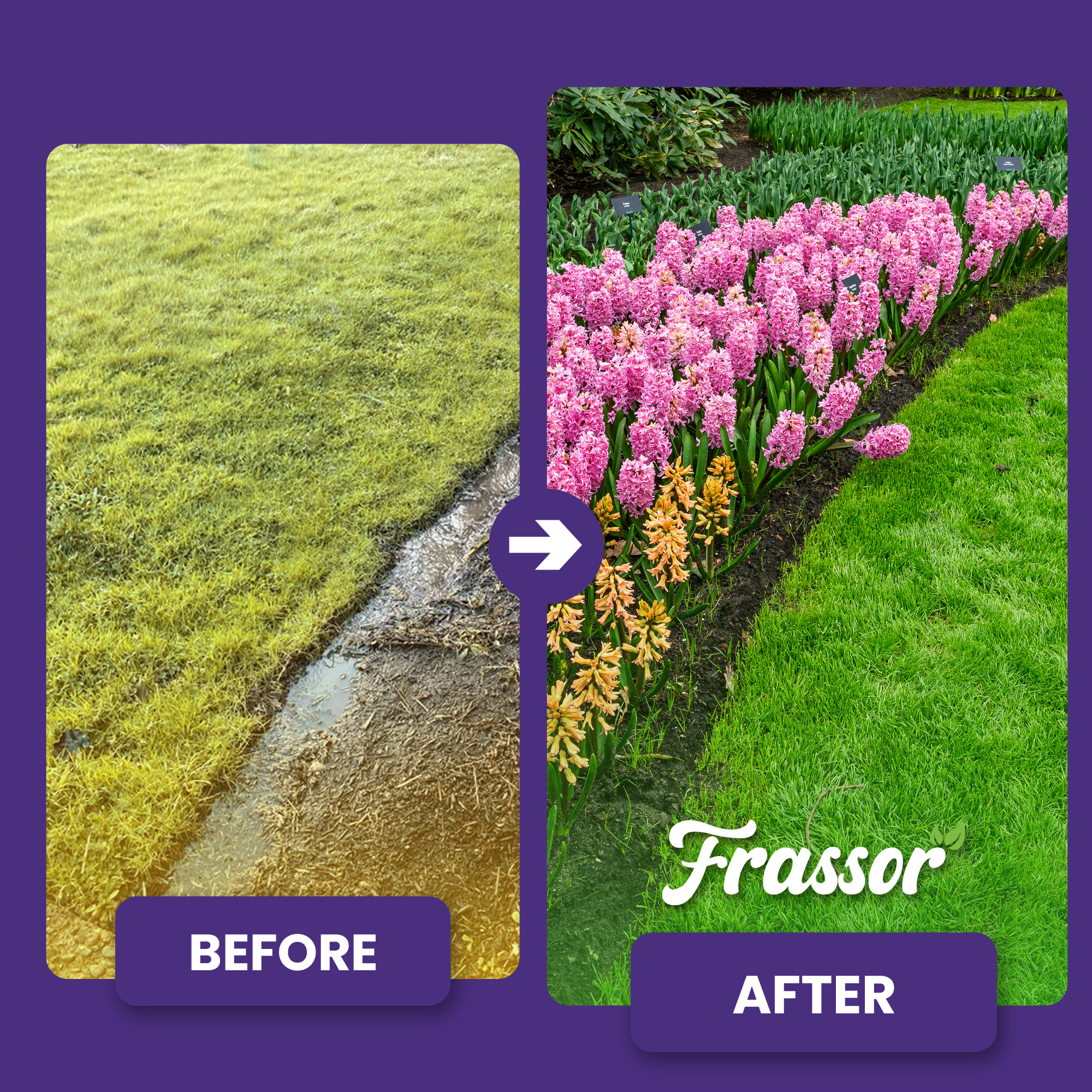 frassor border all in one before after english