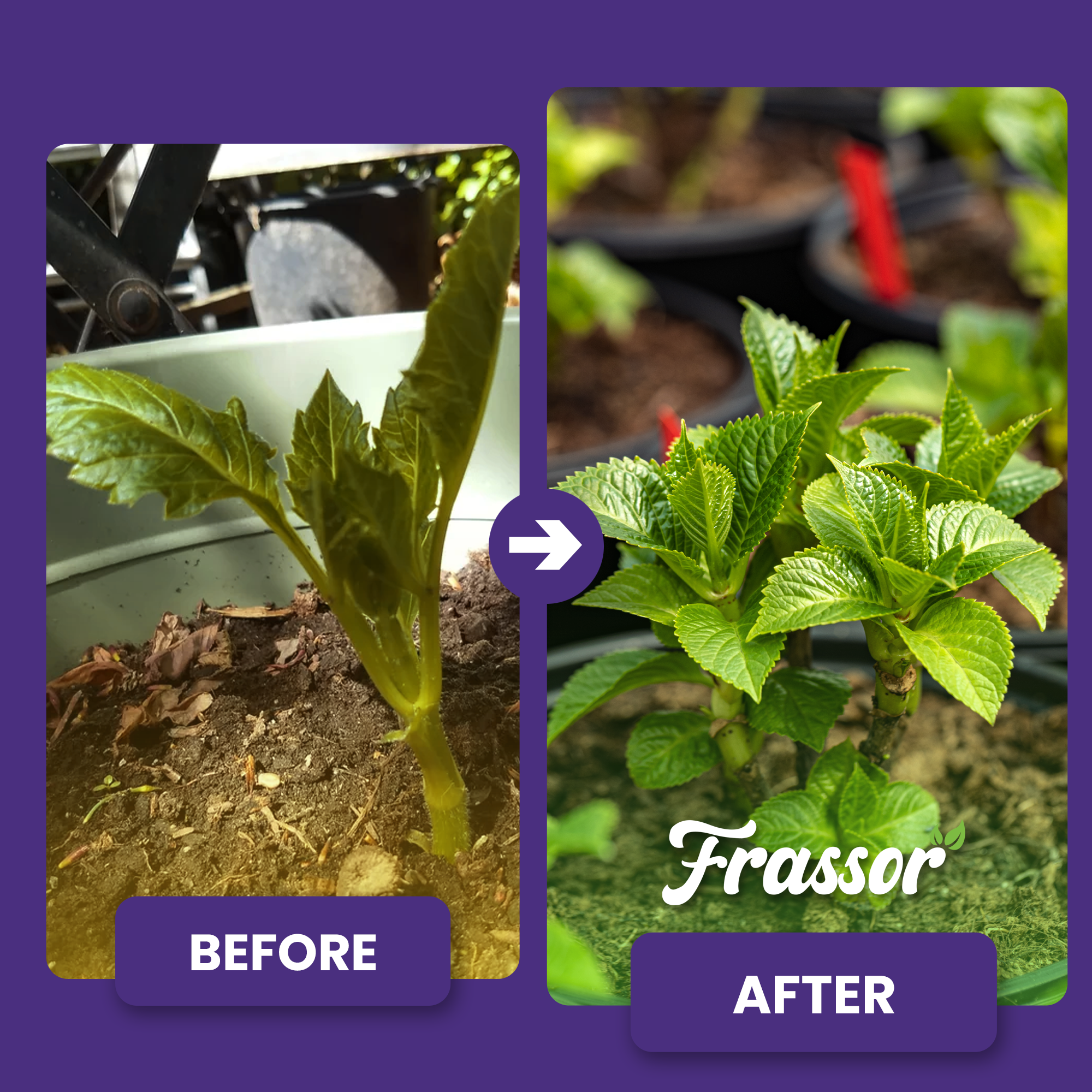 frassor plant resilience before after english