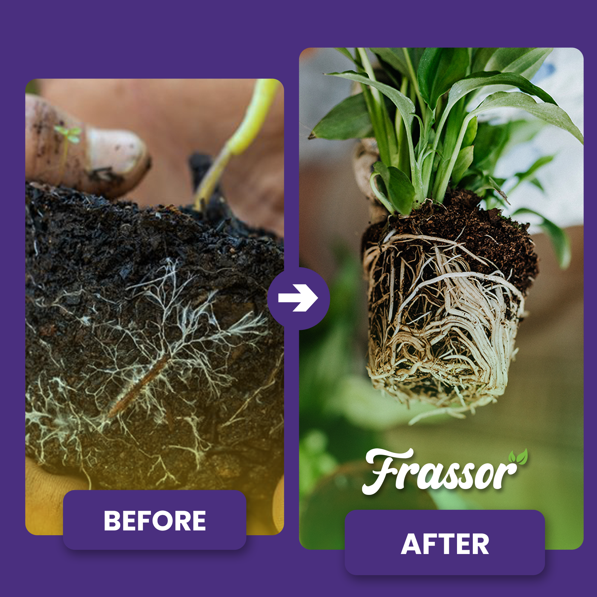 frassor root balance before after english