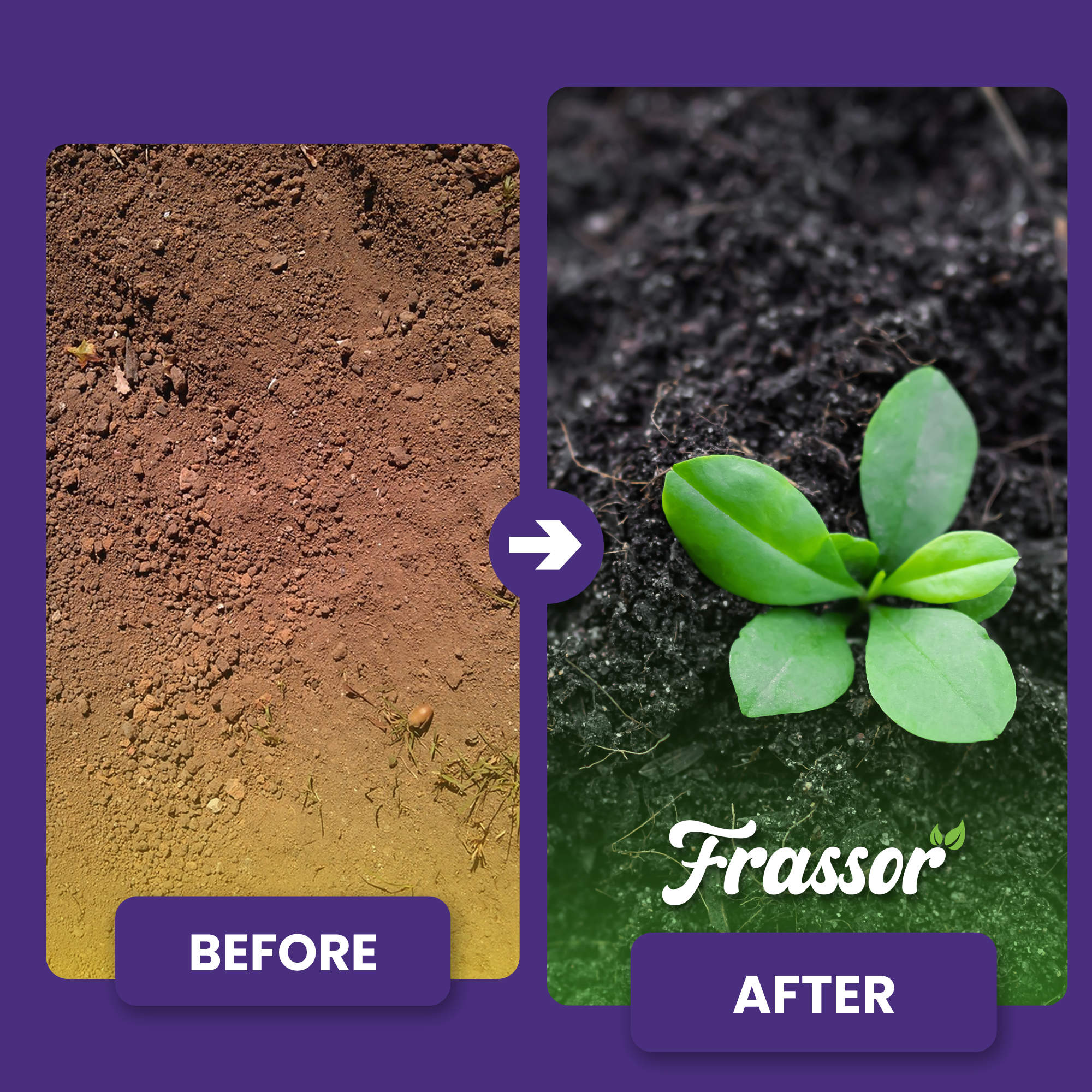 frassor soil vital before-after english