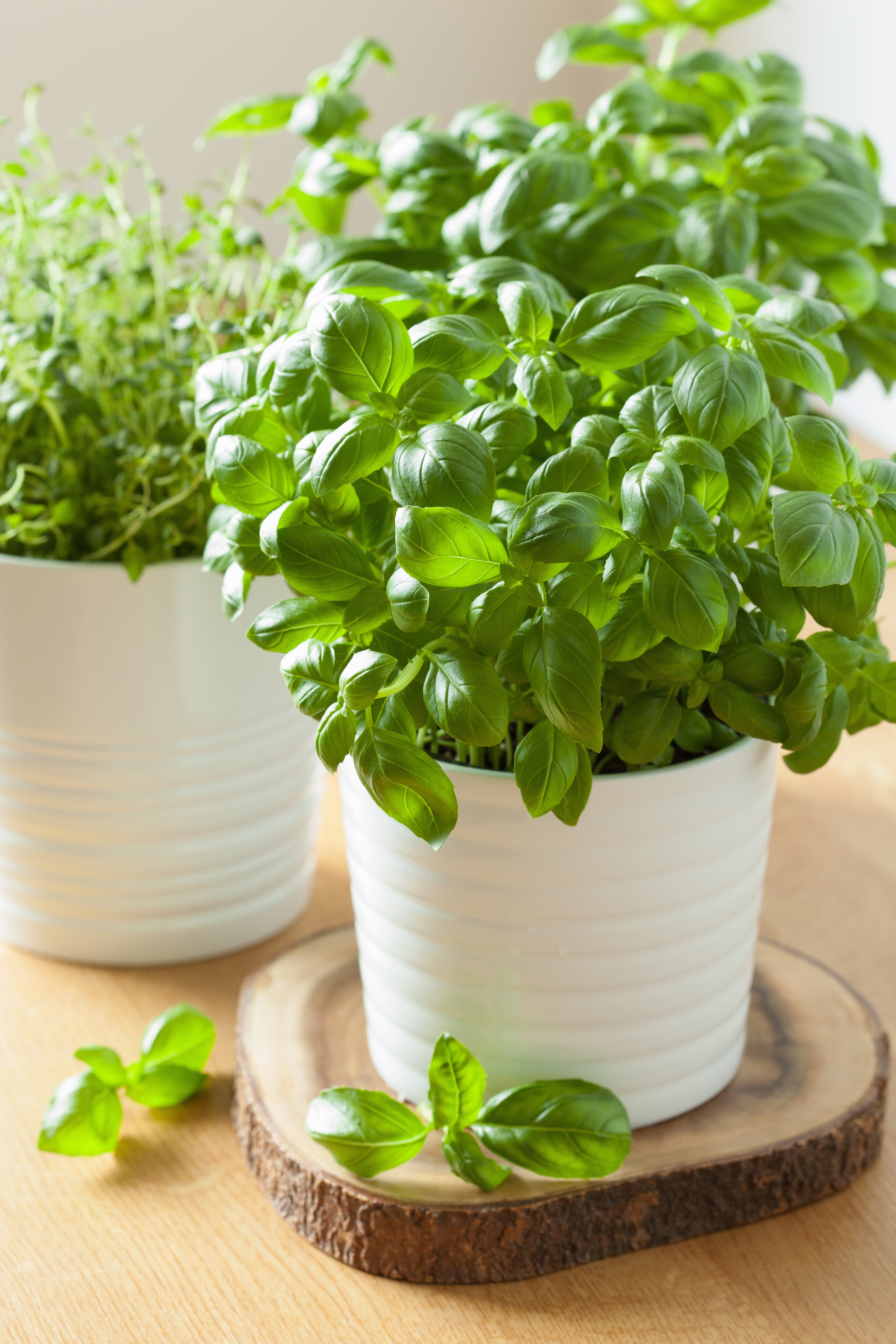 Fresh Herbs for Garden, Balcony or Kitchen