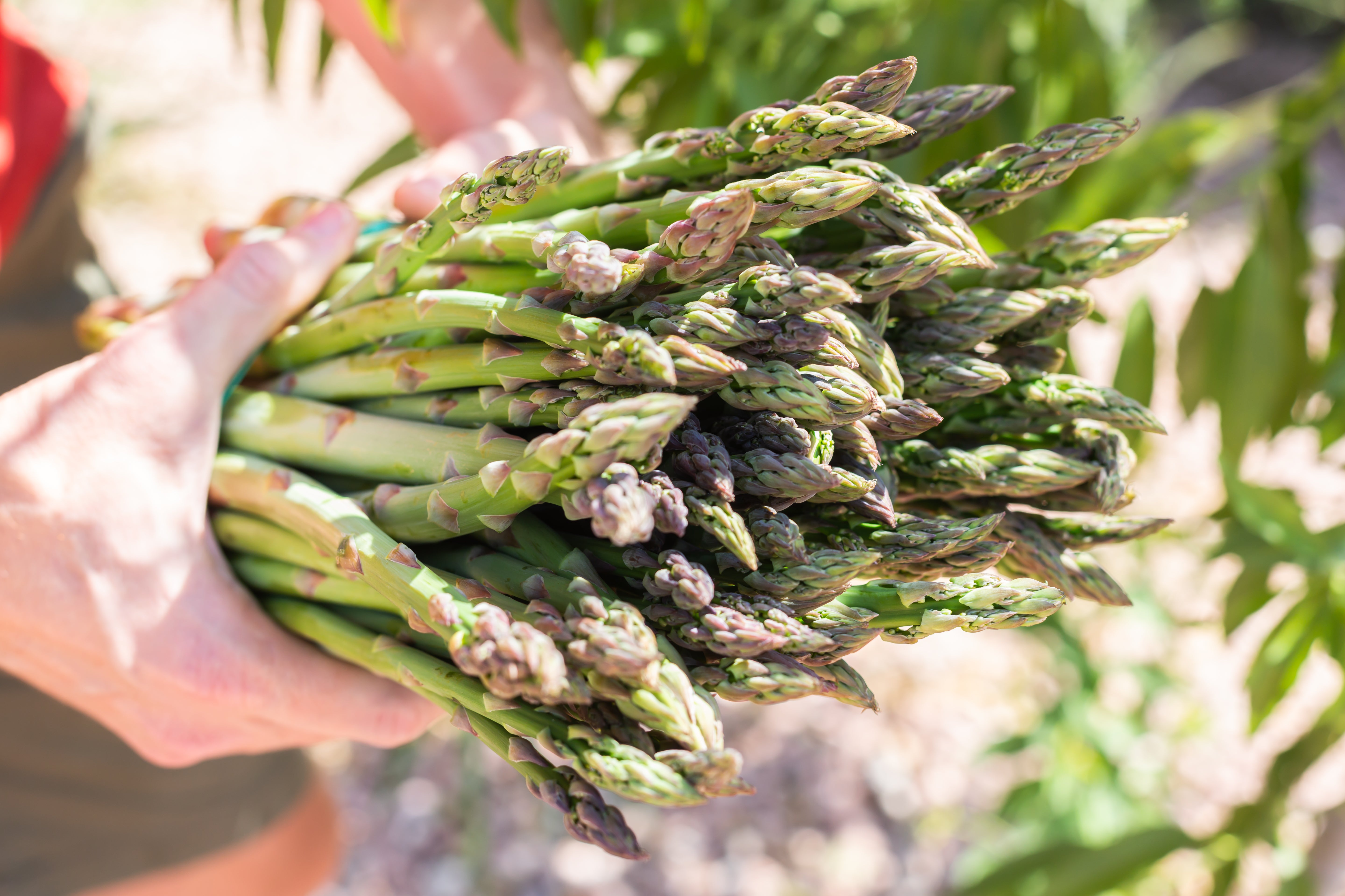 Vigorous Asparagus Spear Production