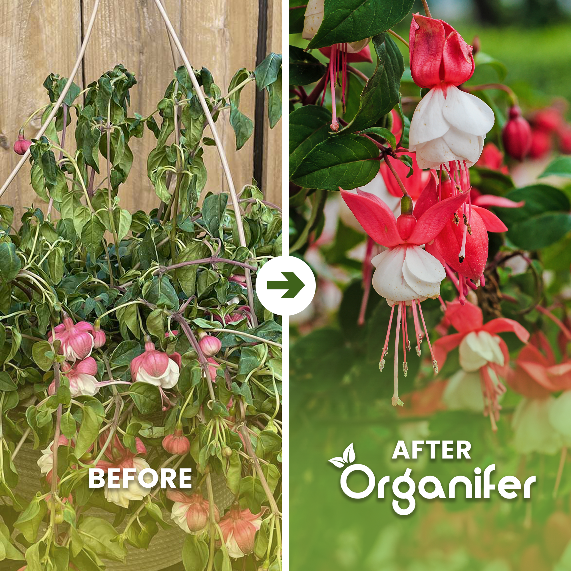 organifer fuchsia before after english