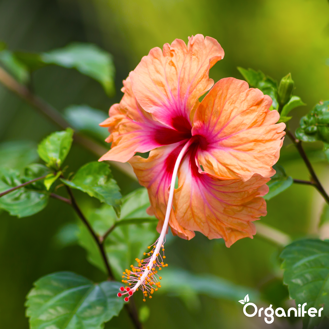 Rich Colour and Continuous Bloom Cycles