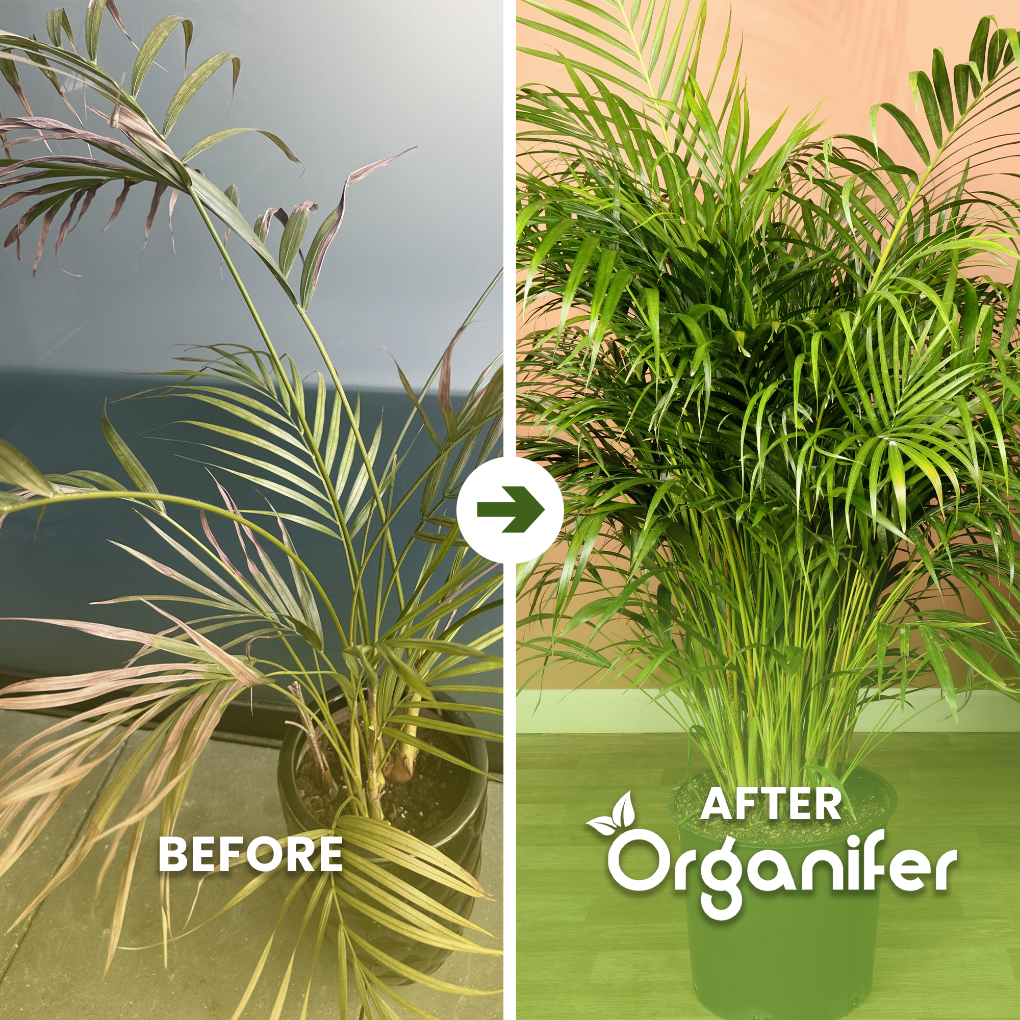 goldfruit palm before and after