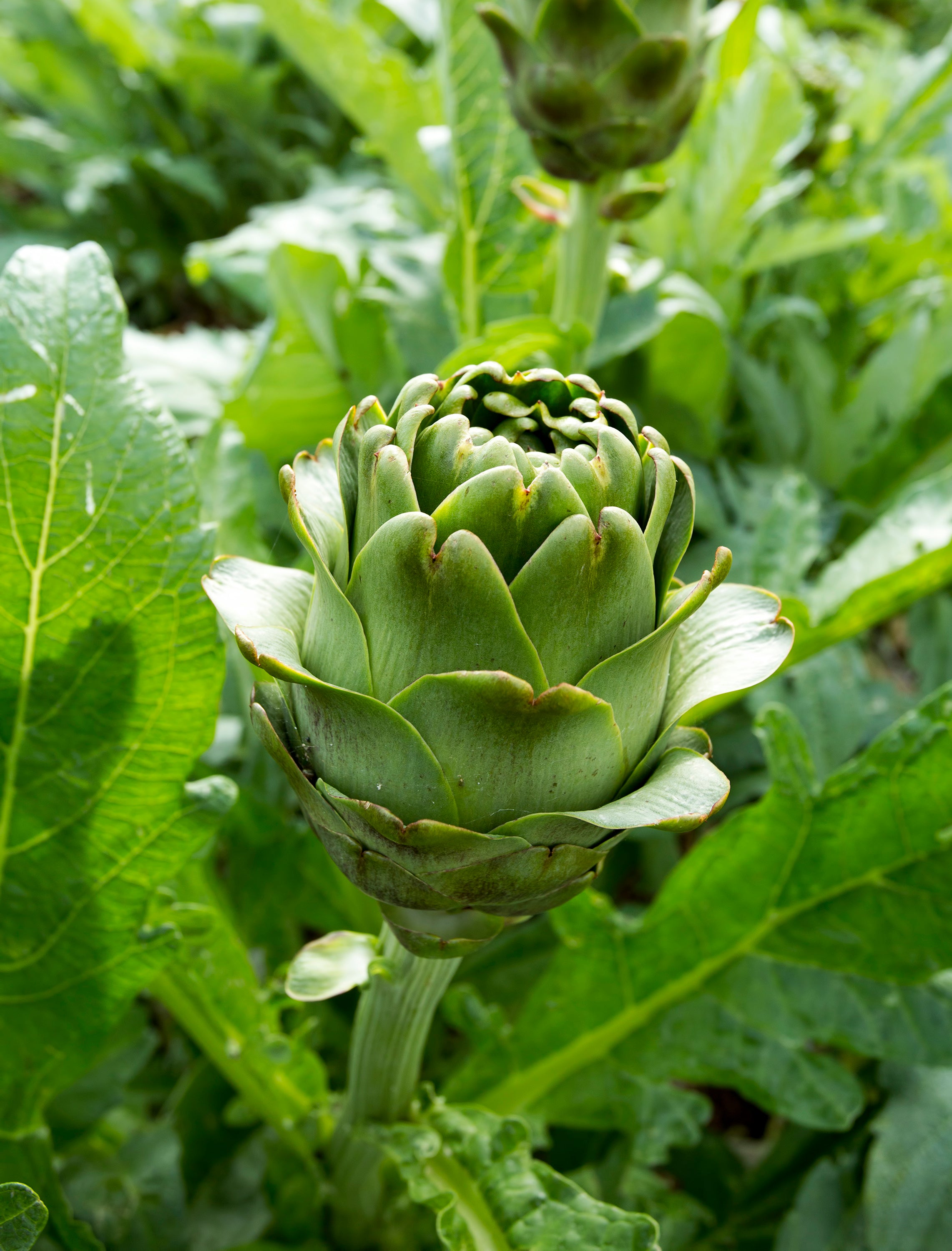 Vigorous Vegetative Growth and Strong Leaf Rosettes