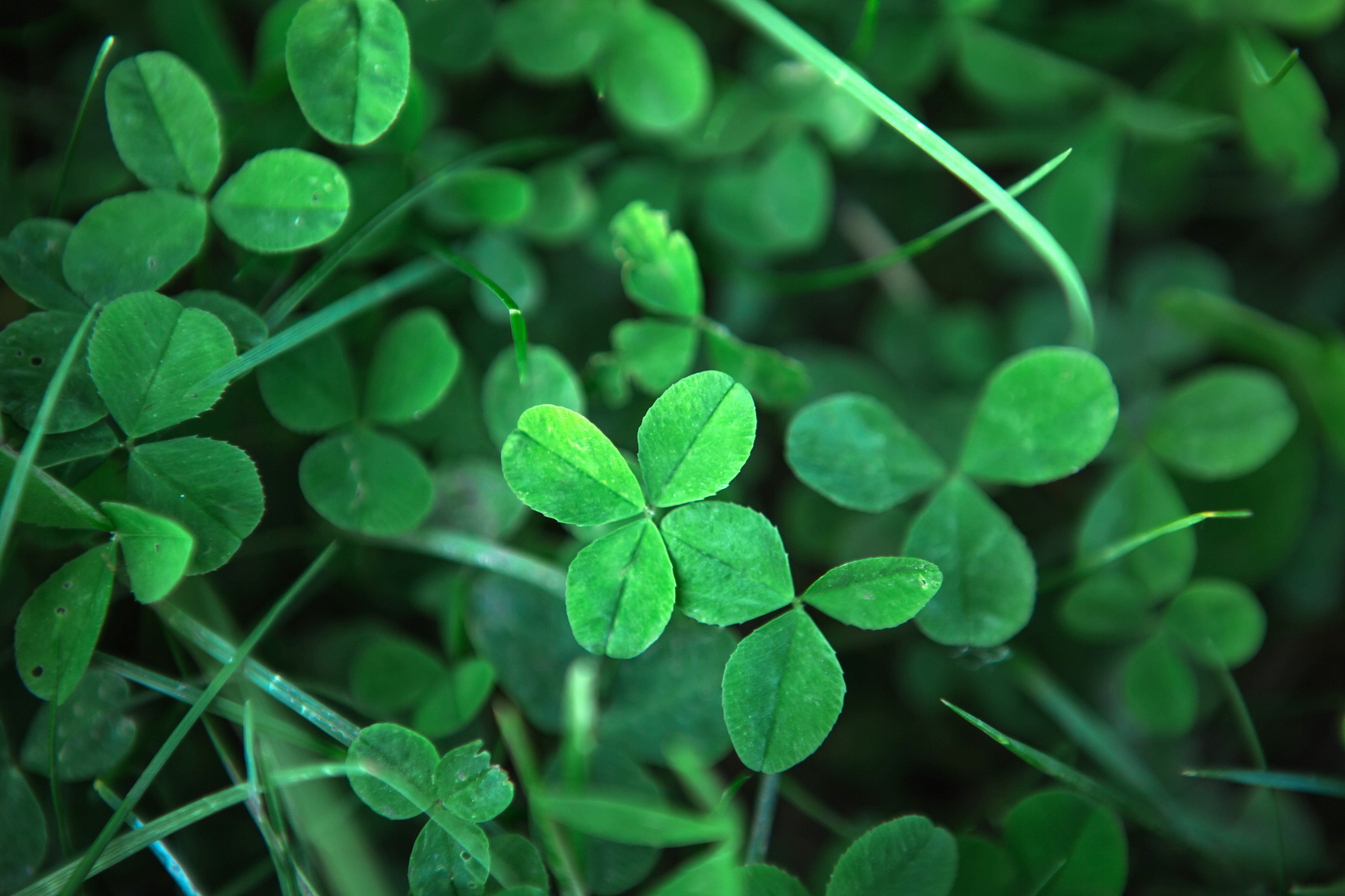 Premium Quality Microclover Variety