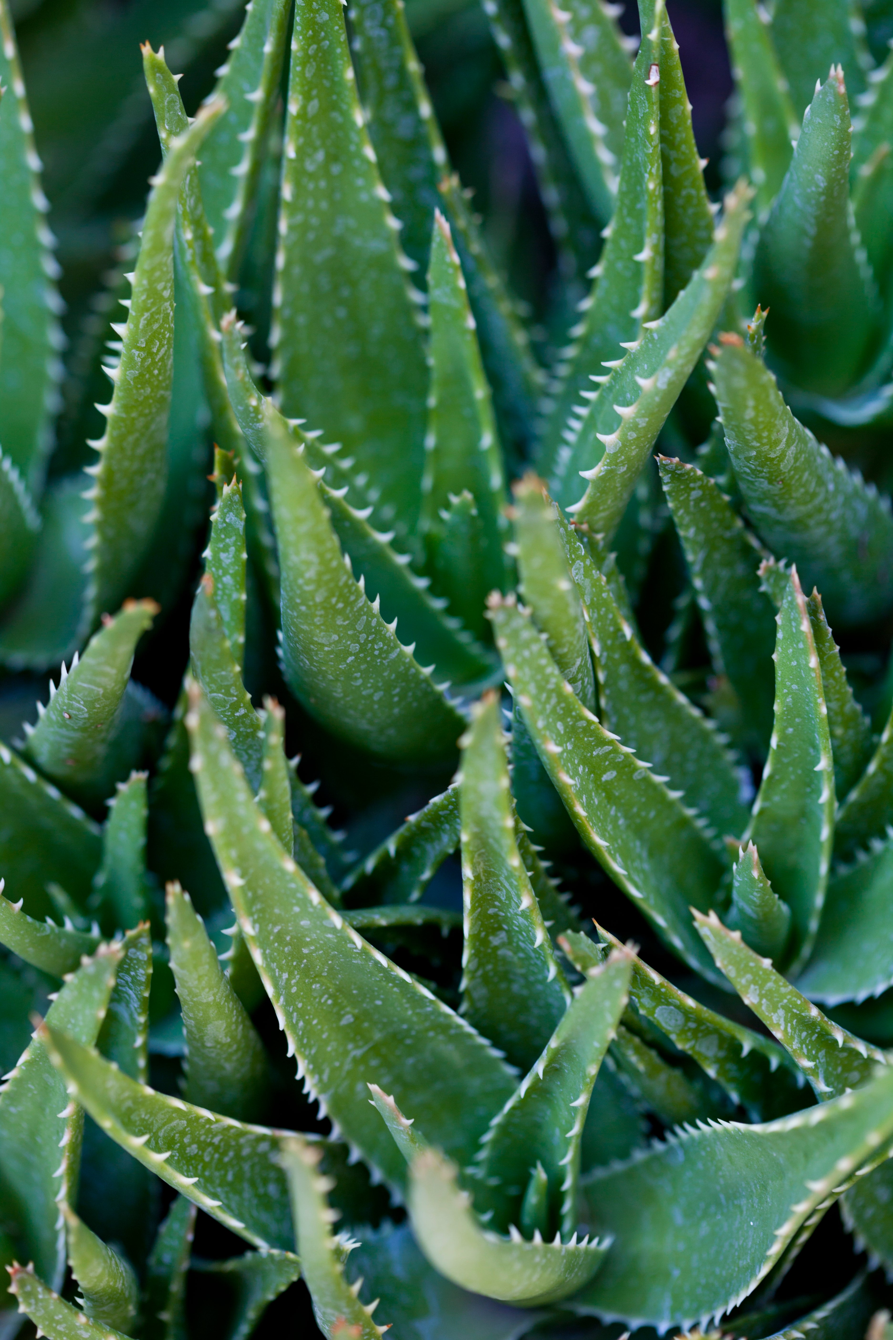 Strong, Upright Aloe Vera Leaves