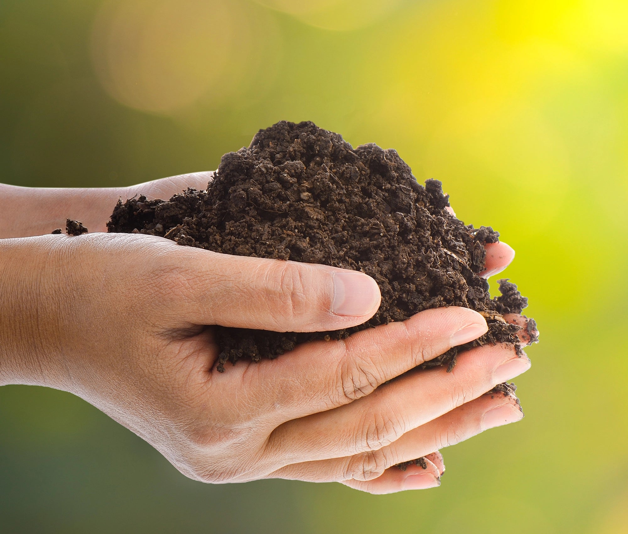 High organic content (58%) for active soil life