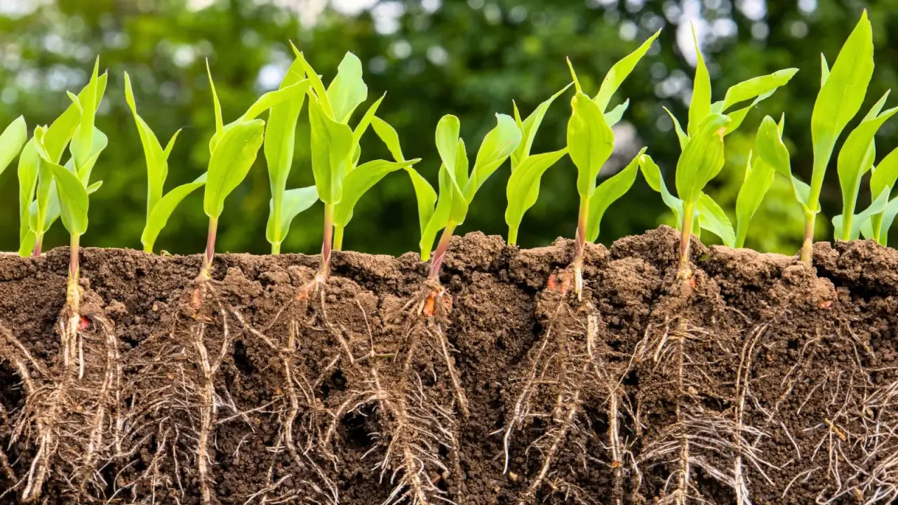 Renforce les défenses naturelles des plantes
