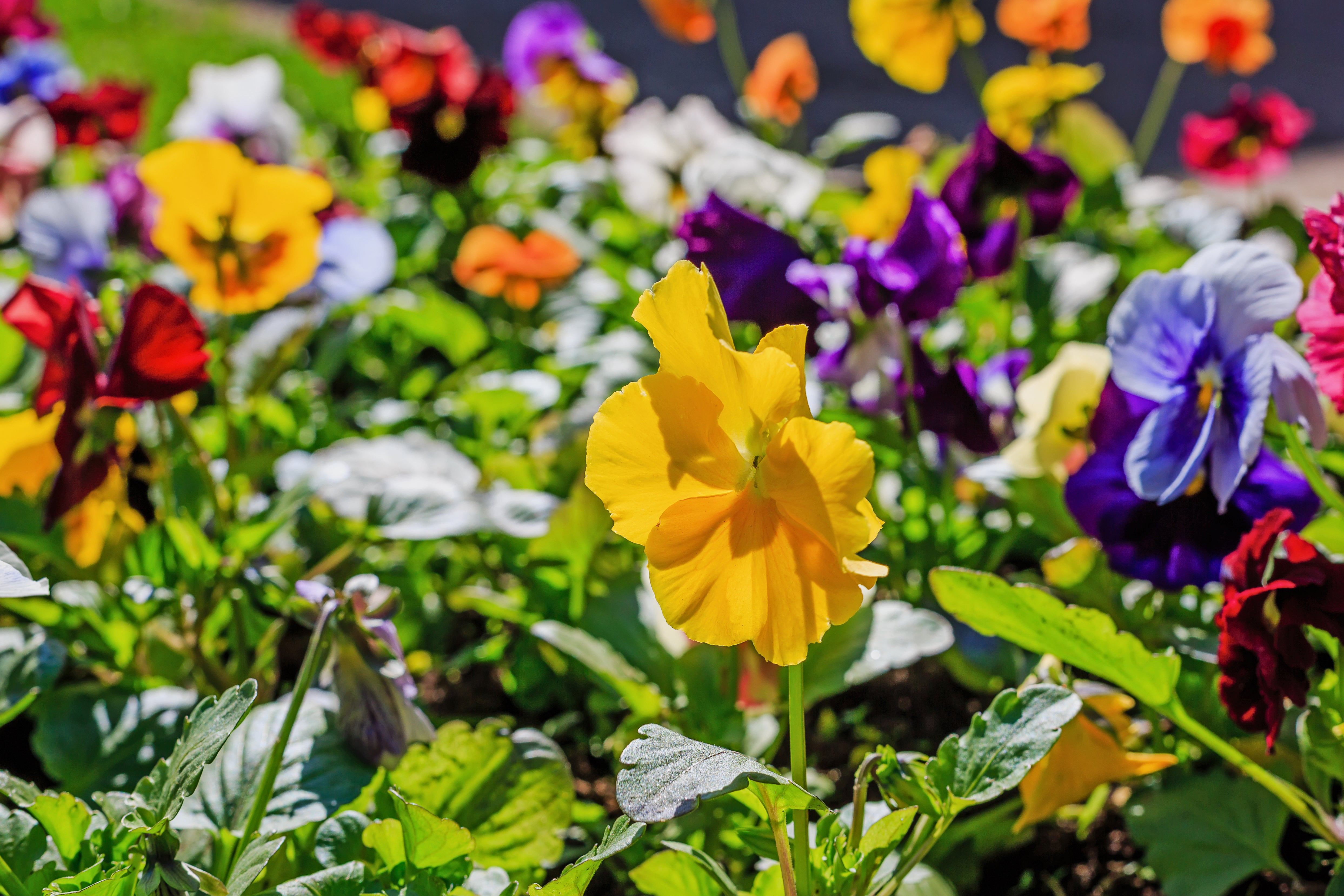 Easy to Grow in Garden or Pots