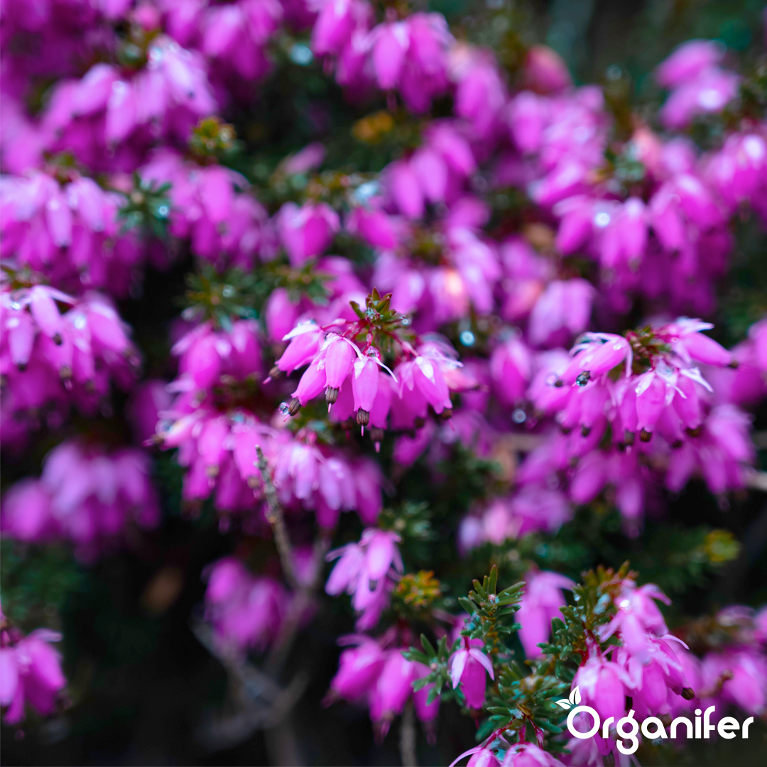 Rich Flower Colour and Dense Blooming