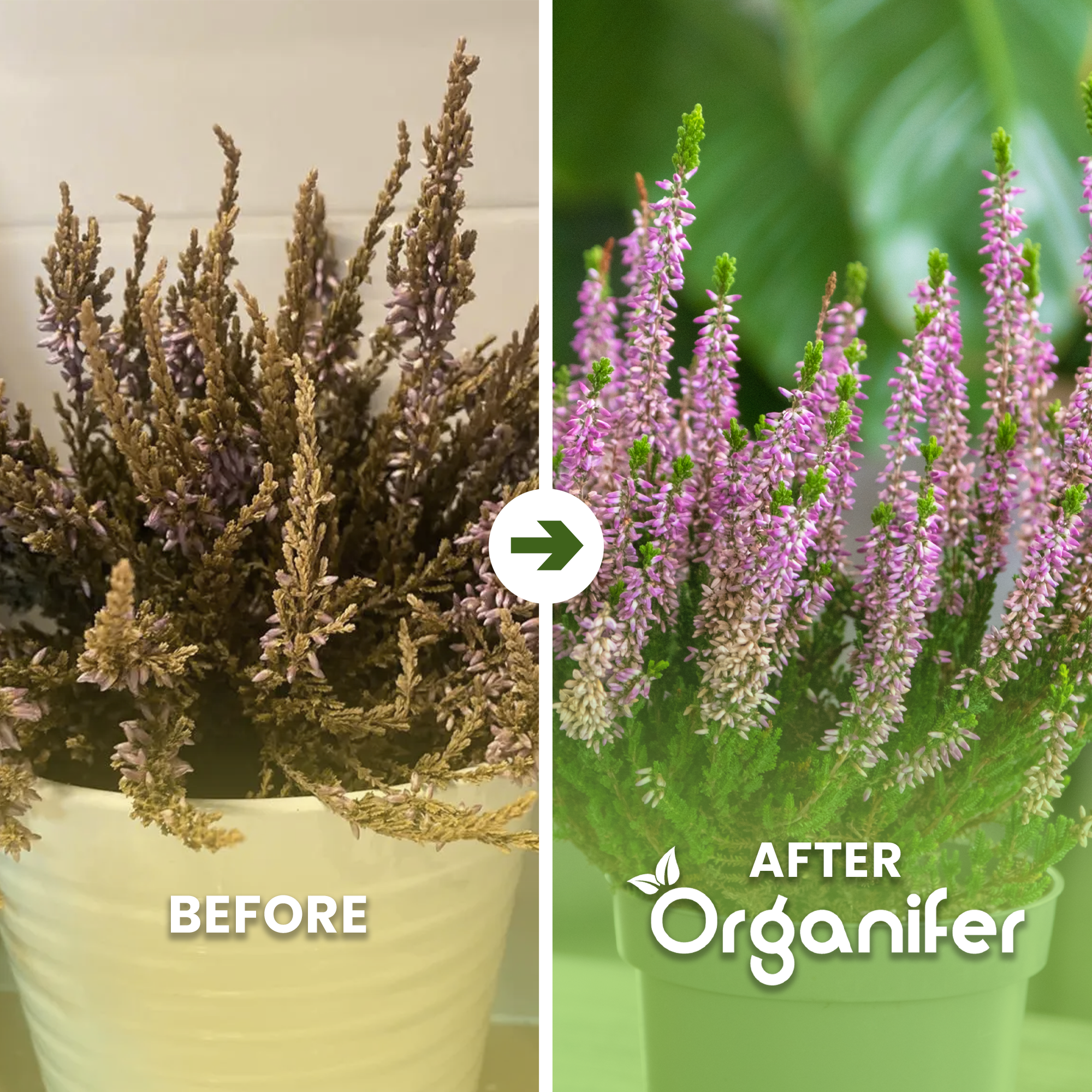 organifer heather before after