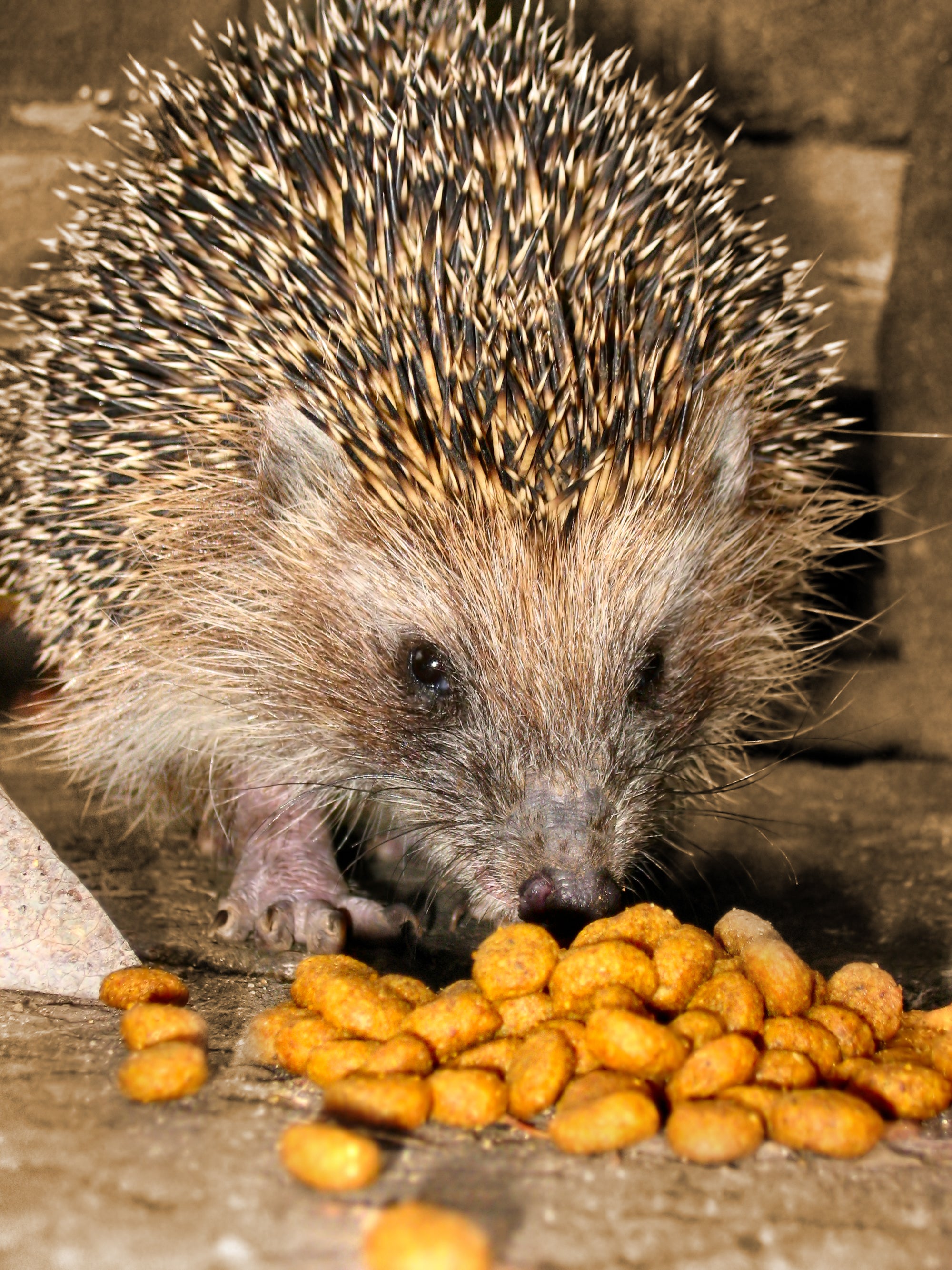 High-Quality & Responsible Formula