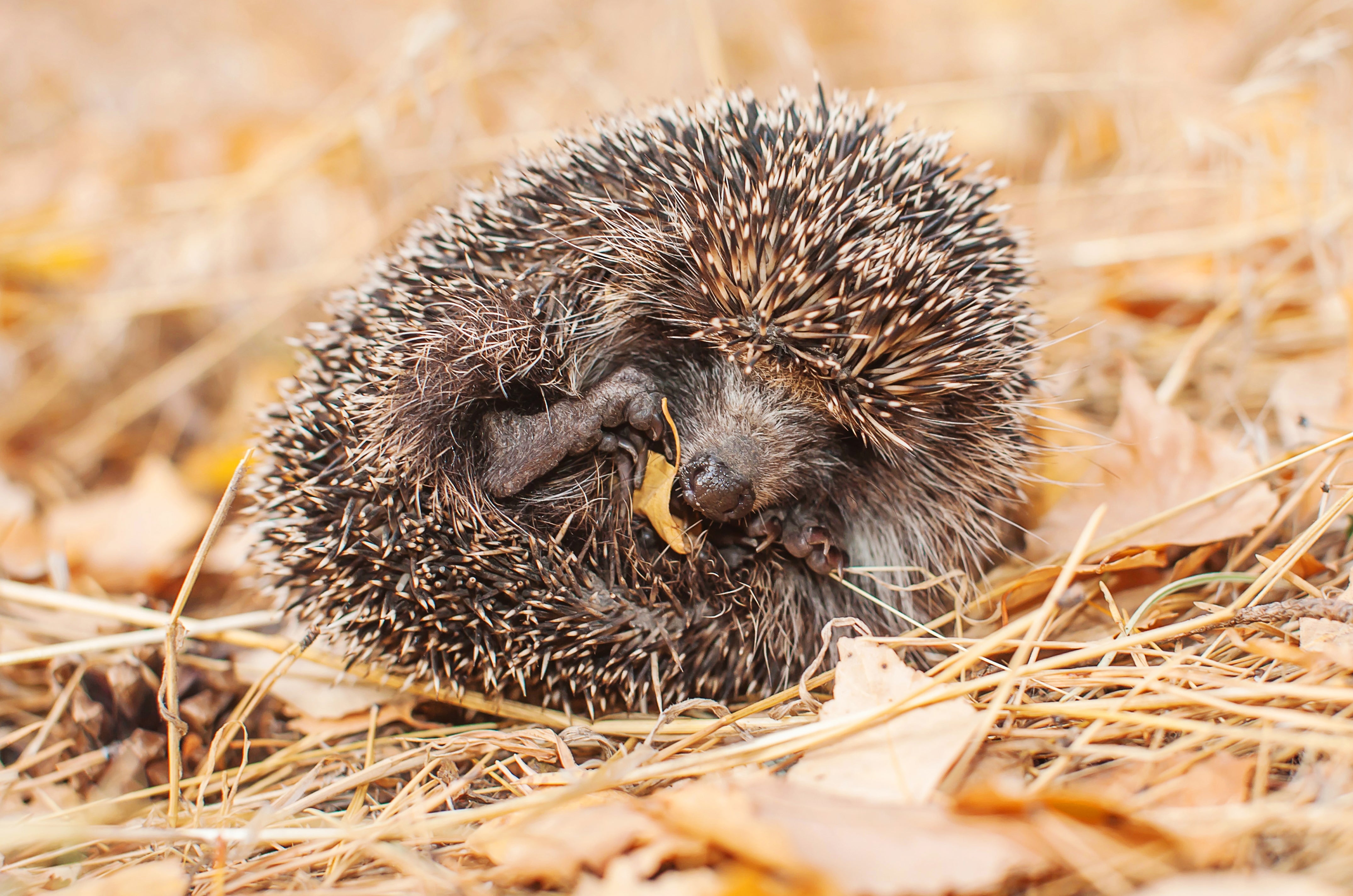 Supports Energy & Natural Behaviour