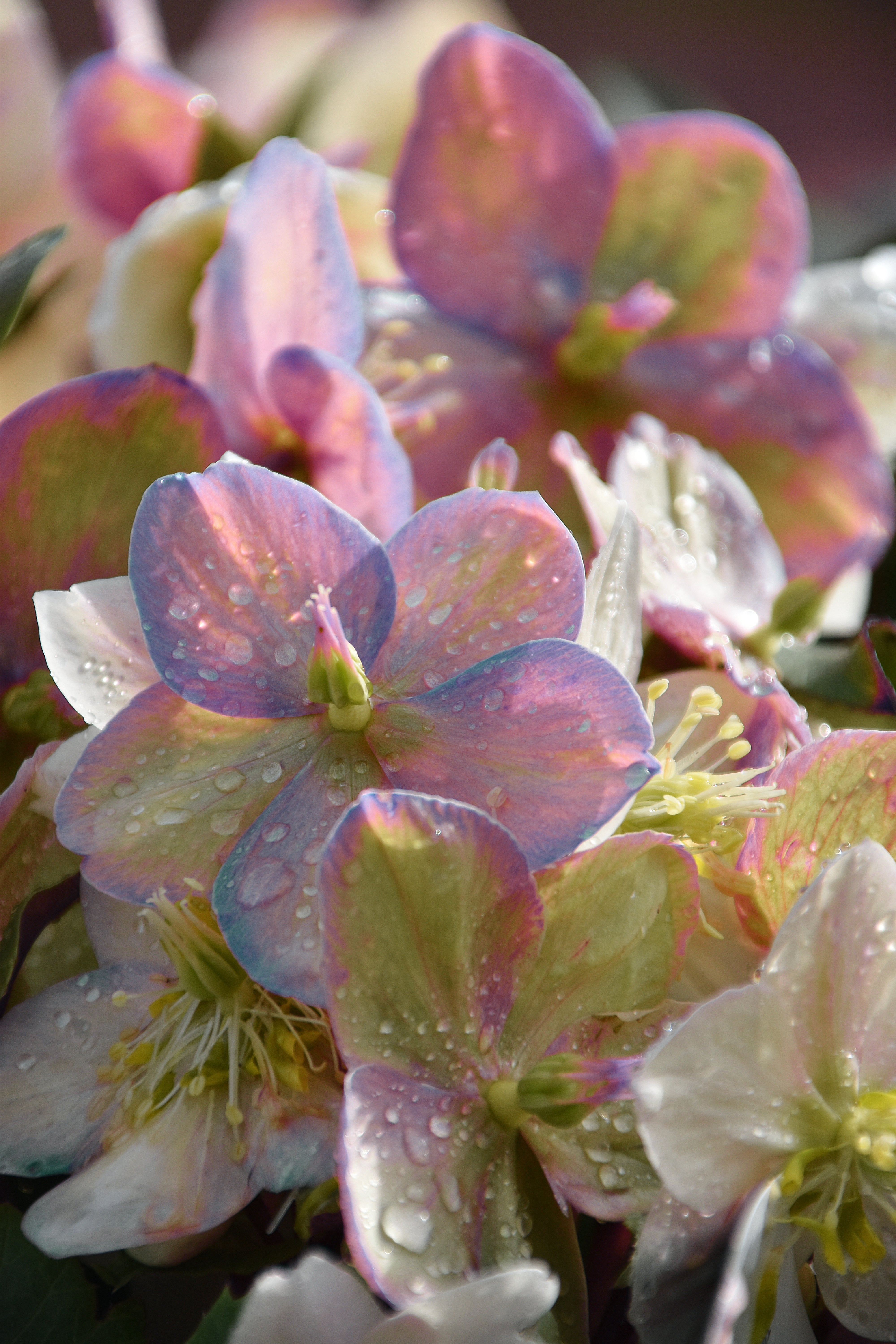 Improved Root Vitality & Nutrient Uptake