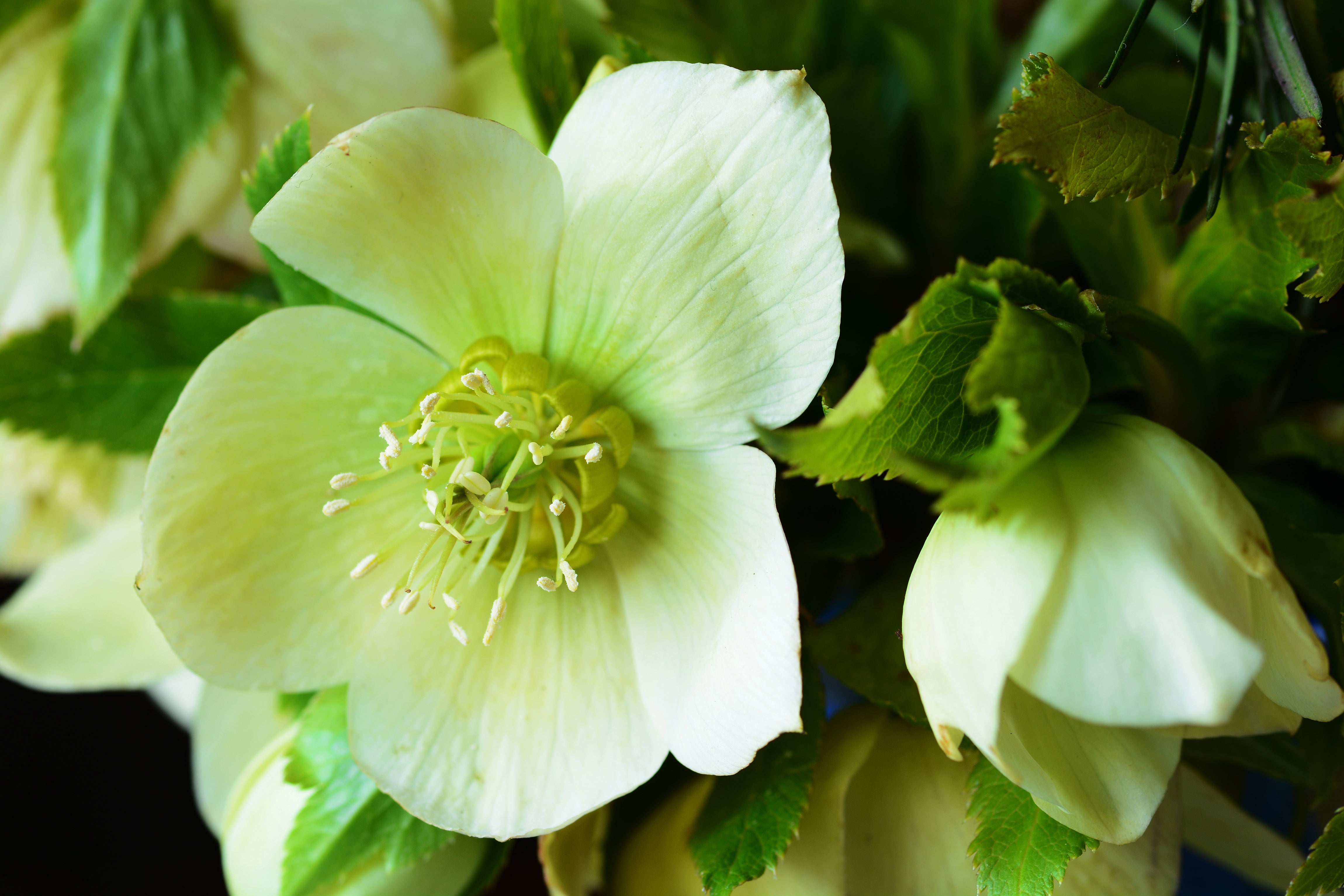 Enhanced Flower Colour & Bloom Longevity