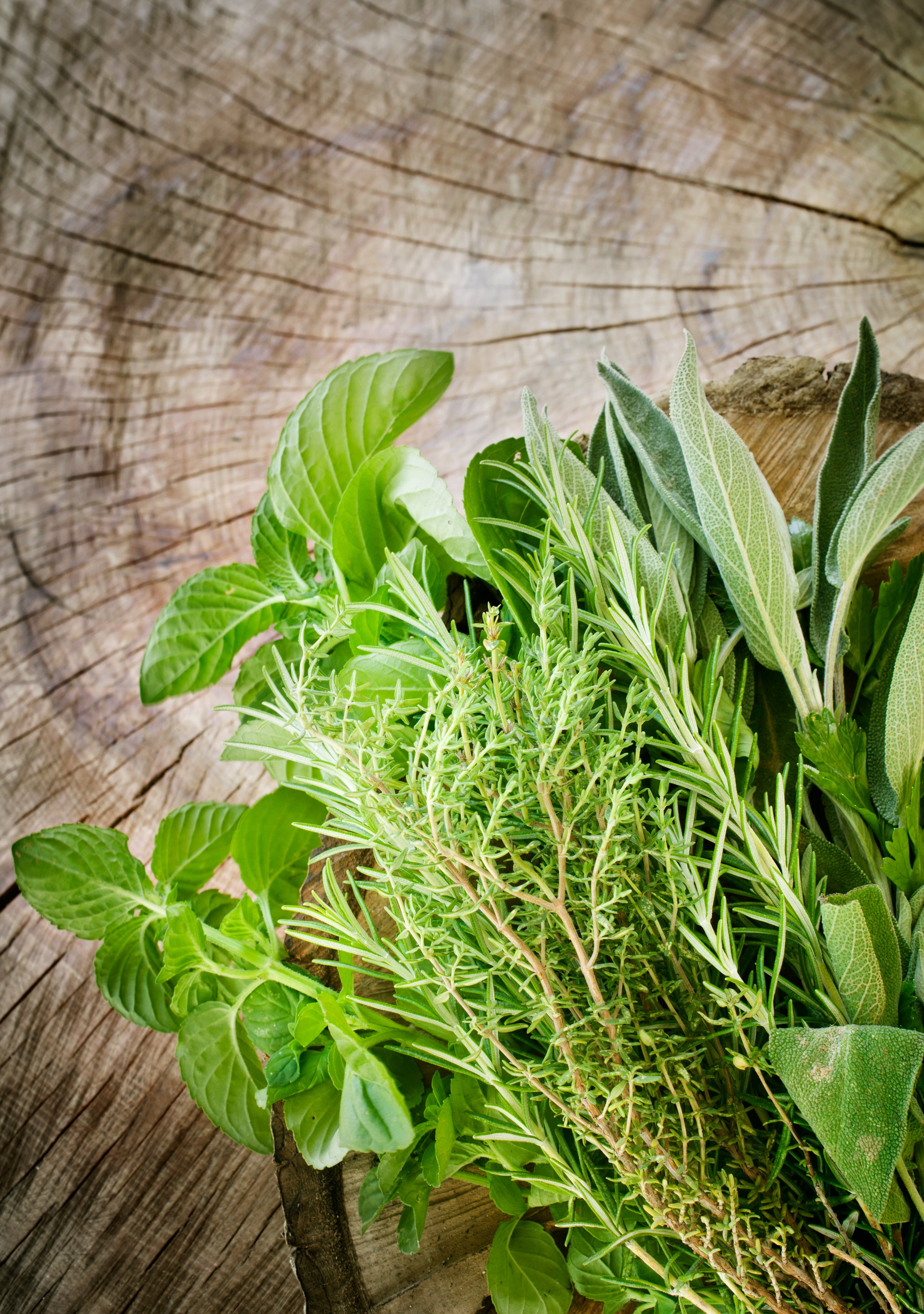 Essential Culinary Herb Collection