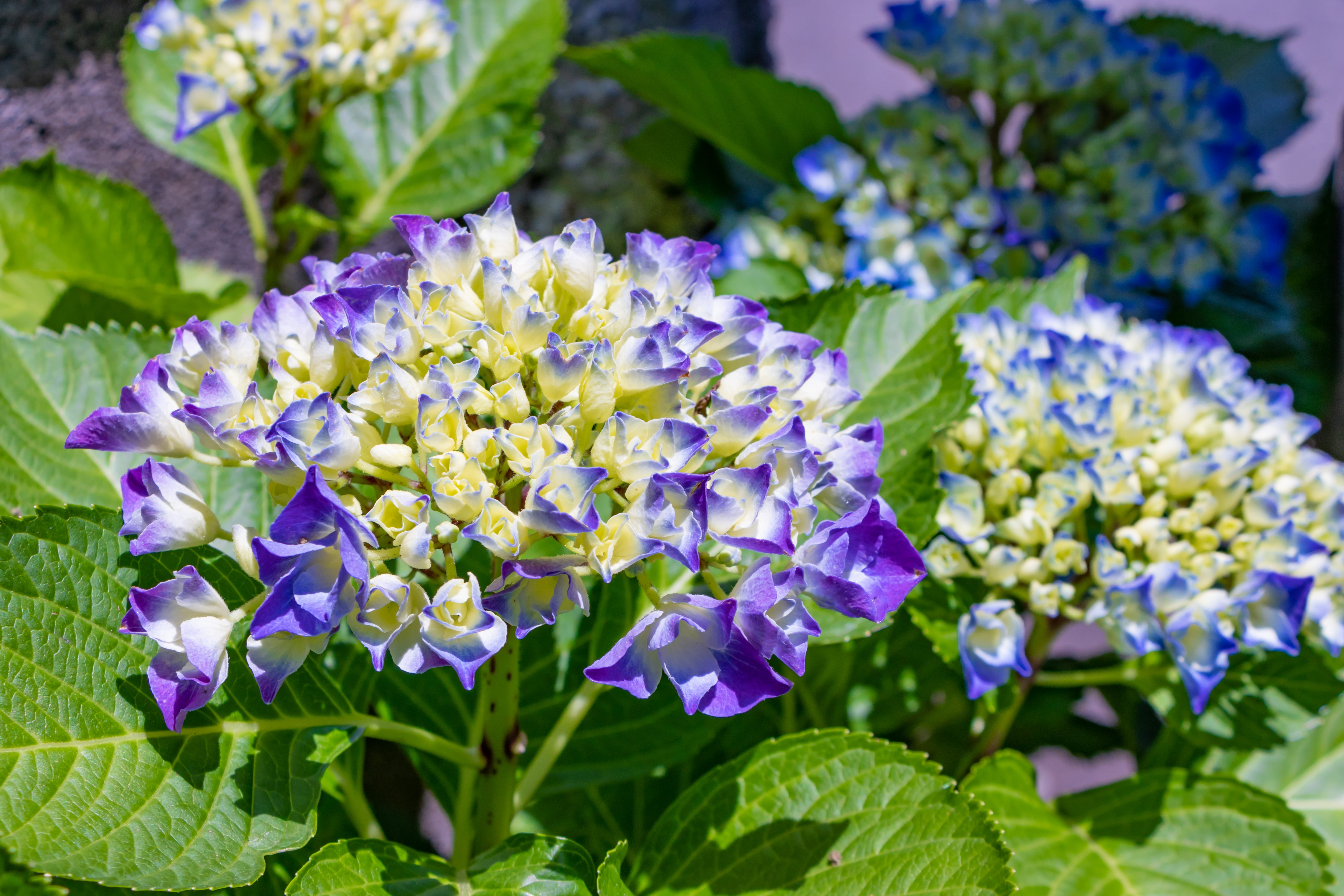 Balanced Nutrition for All Hydrangea Types