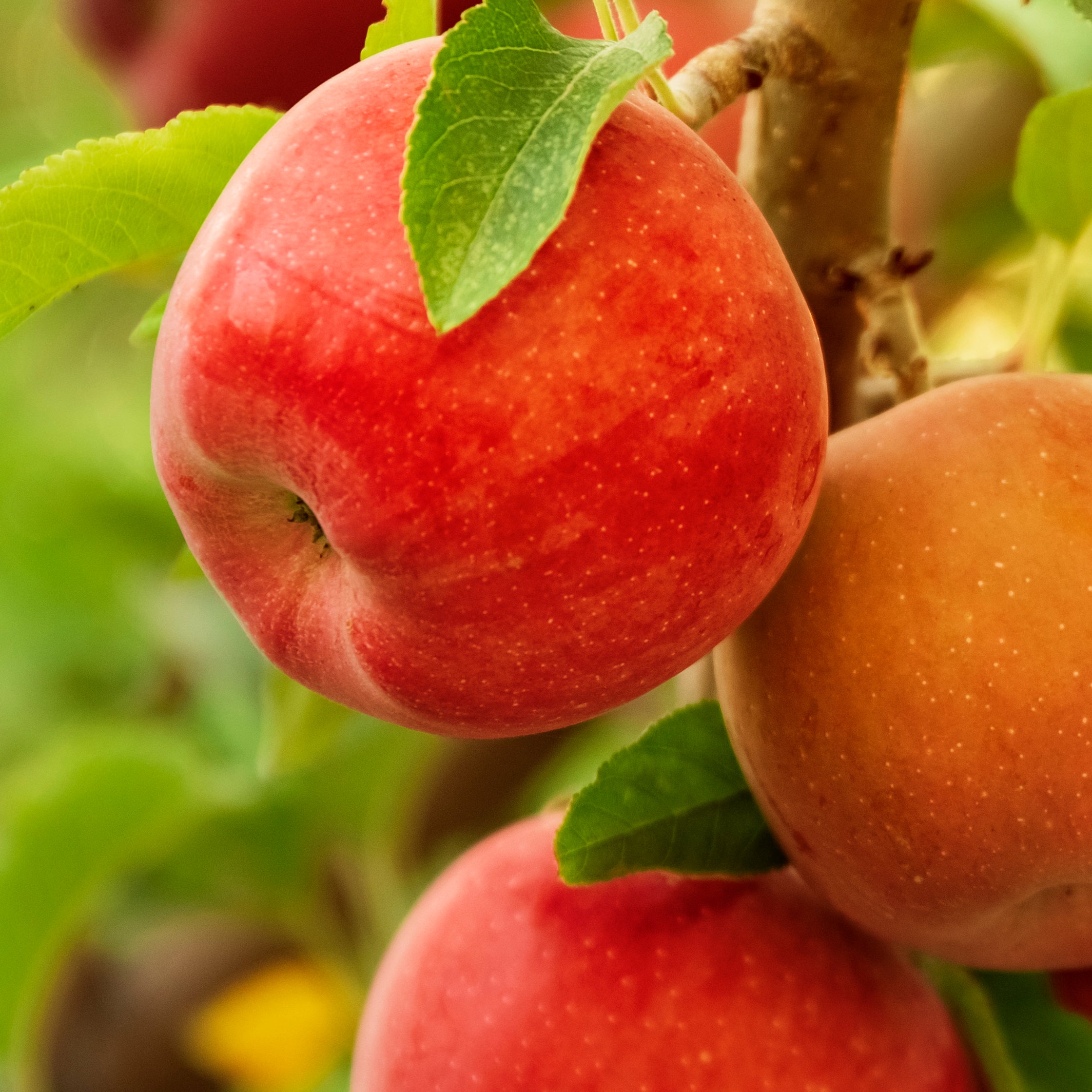 Fremmer højere udbytte og bedre smag