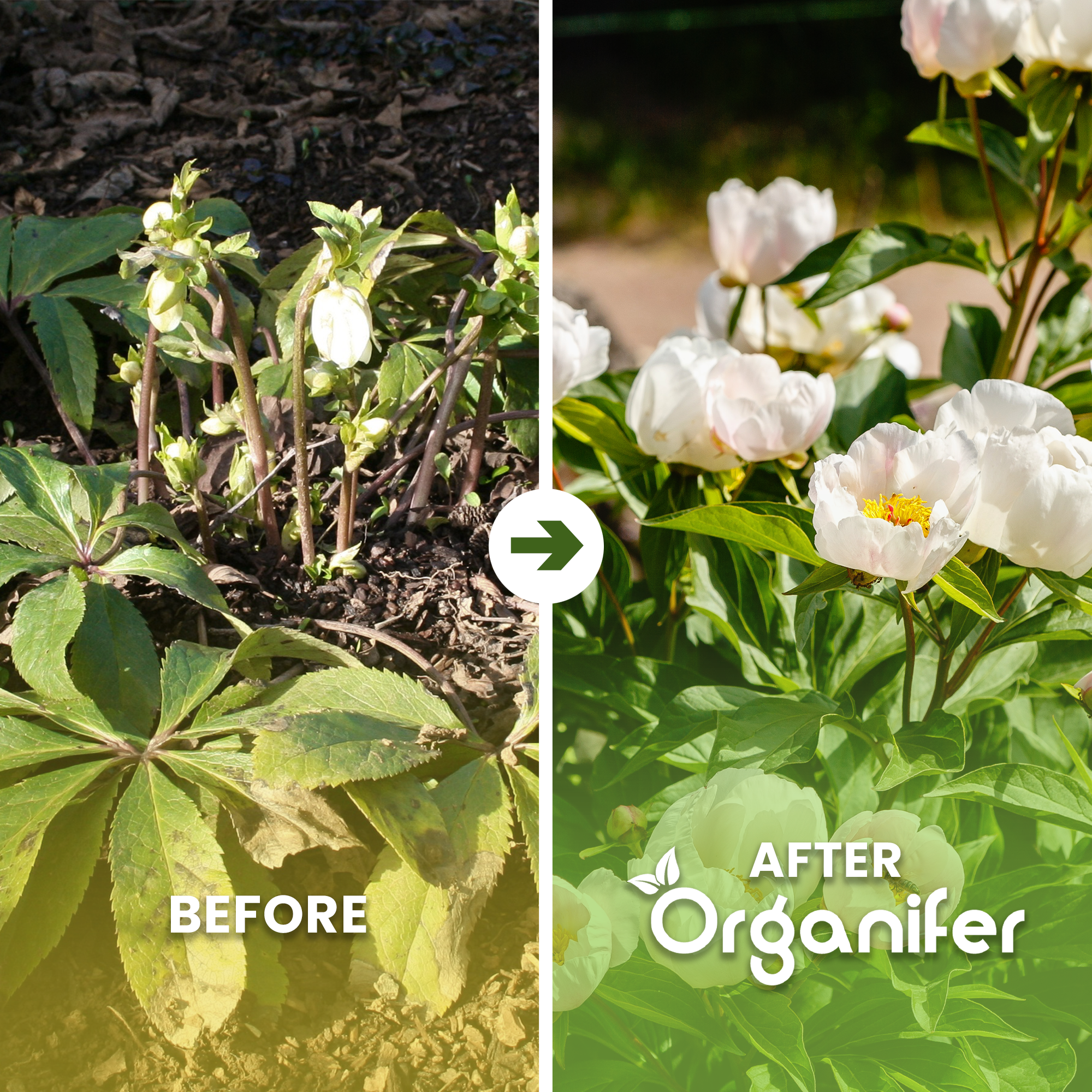 Lenteroos Vloeibare Meststof - 1 liter