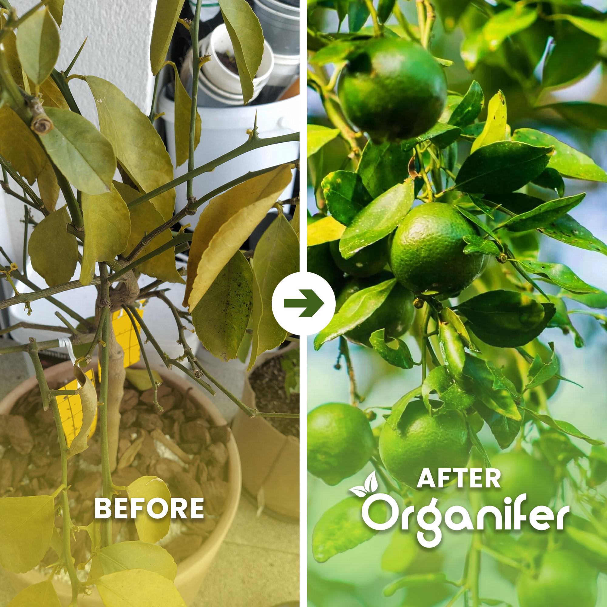 tekuté hnojivo na lípu - Sada 5x1 litr