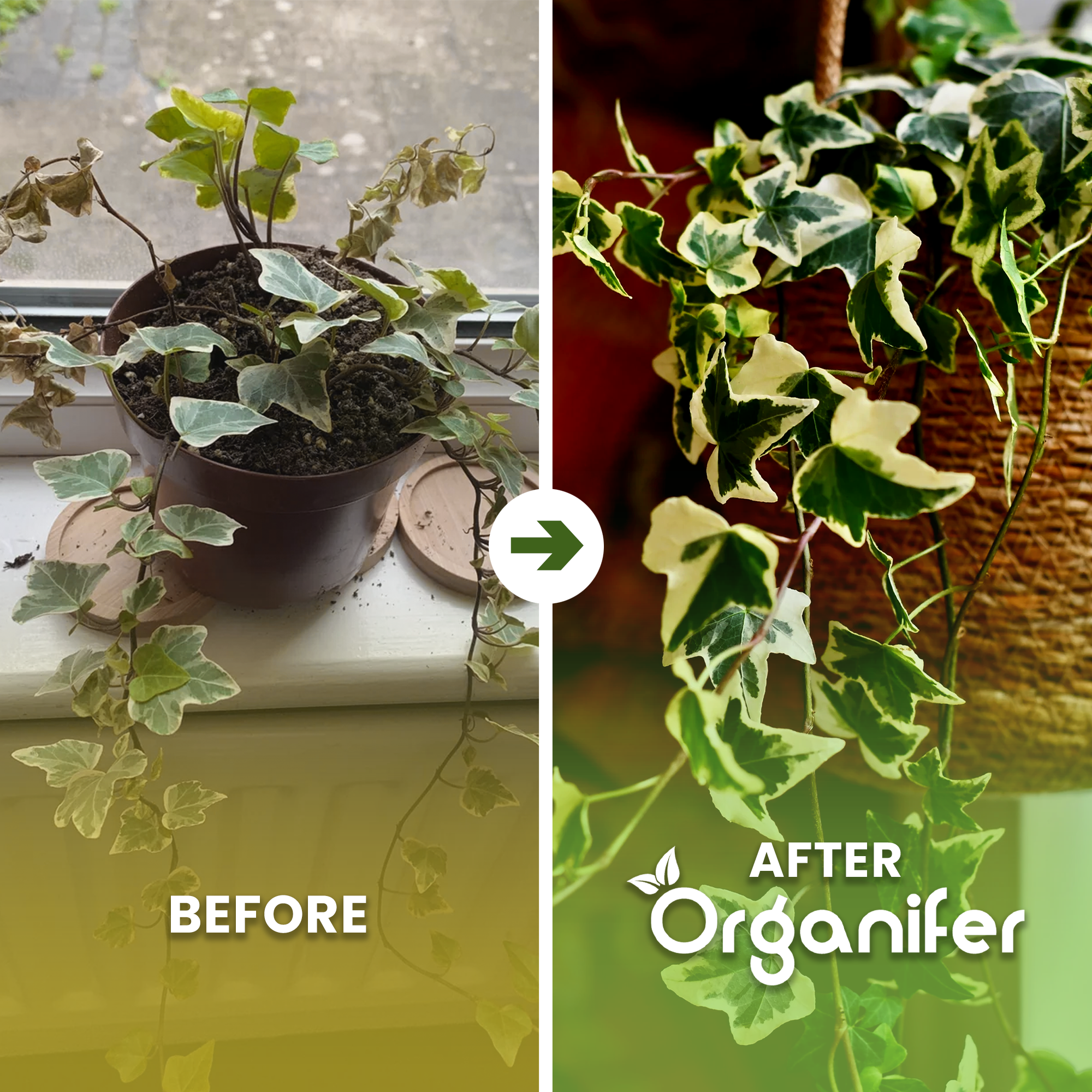 liquid fertiliser Ivy before after