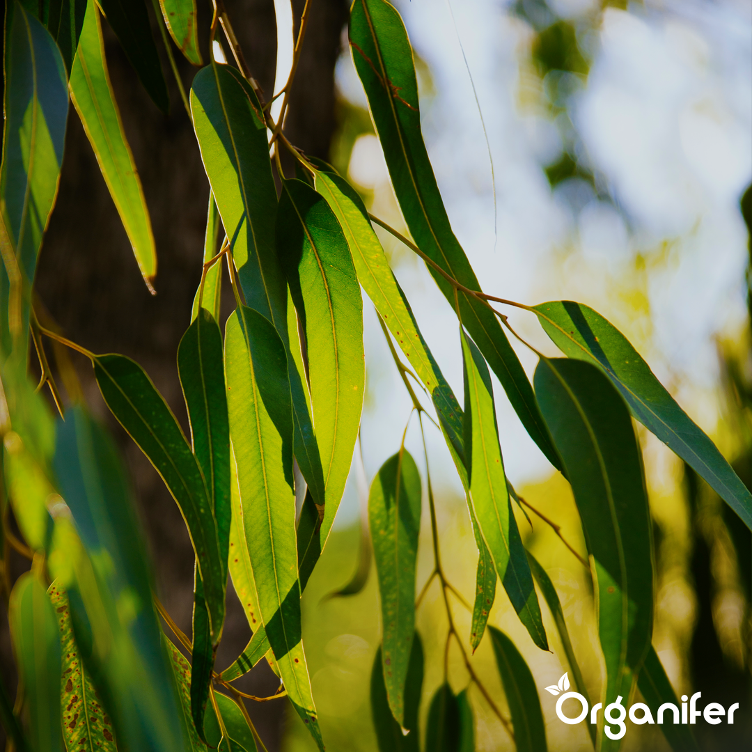Starke Wurzelsysteme und effiziente Nährstoffaufnahme