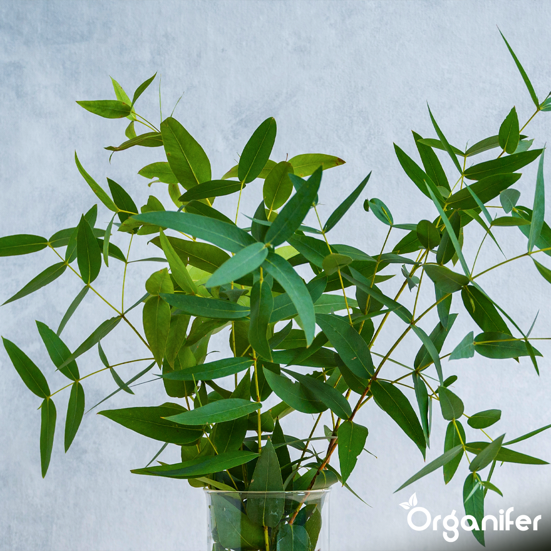 Kräftiges Wachstum und strukturelle Entwicklung